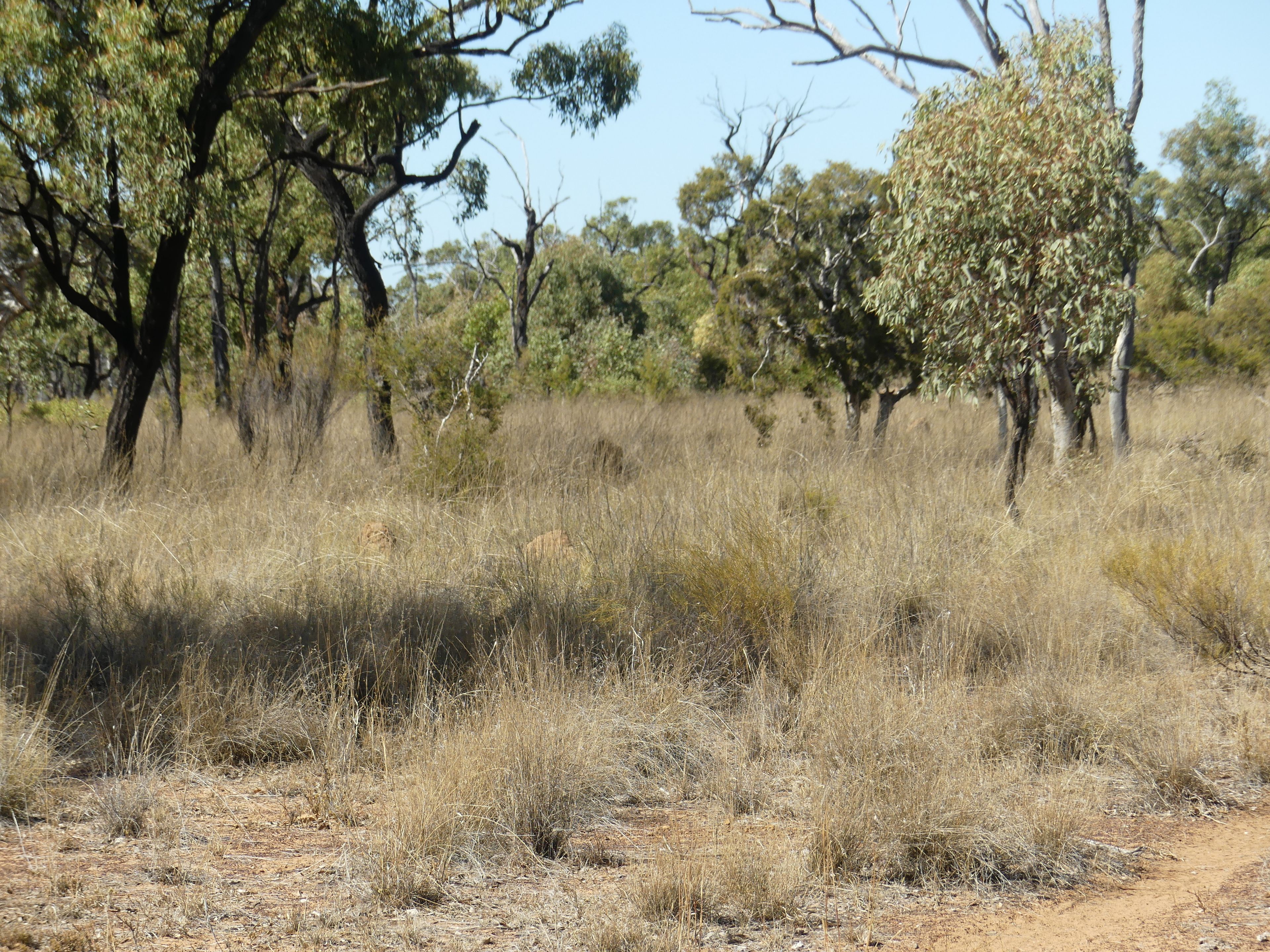 6743 Jericho-Dunrobin Road, Jericho, QLD 4728