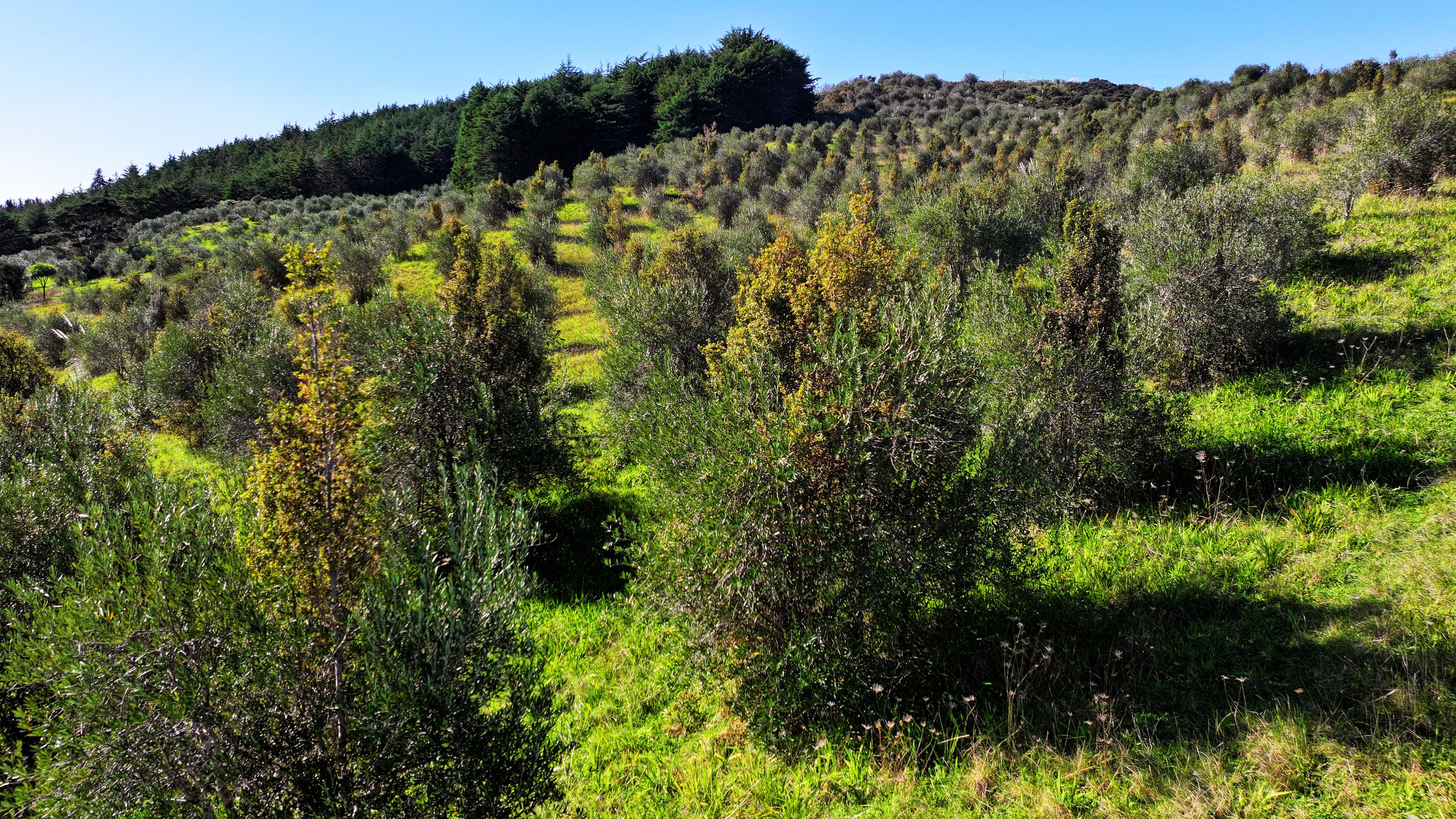 105 Frantoio Ridge Road, Mangonui, Far North District