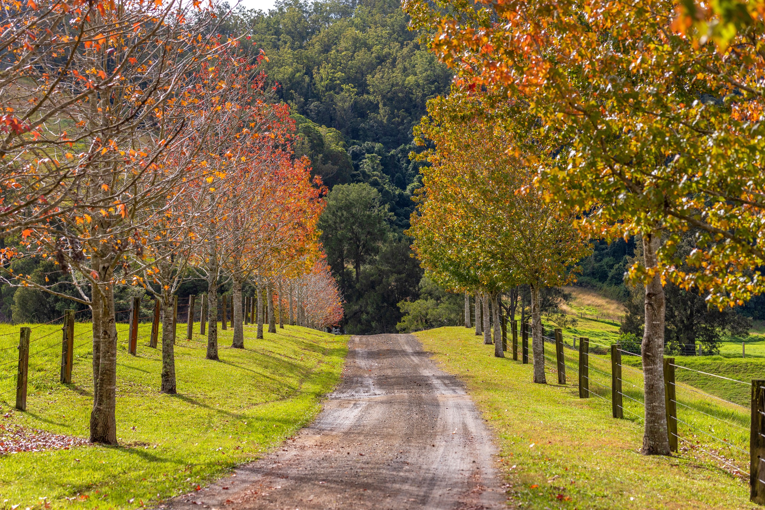 303 Norwood Lane, Mount George, NSW 2424