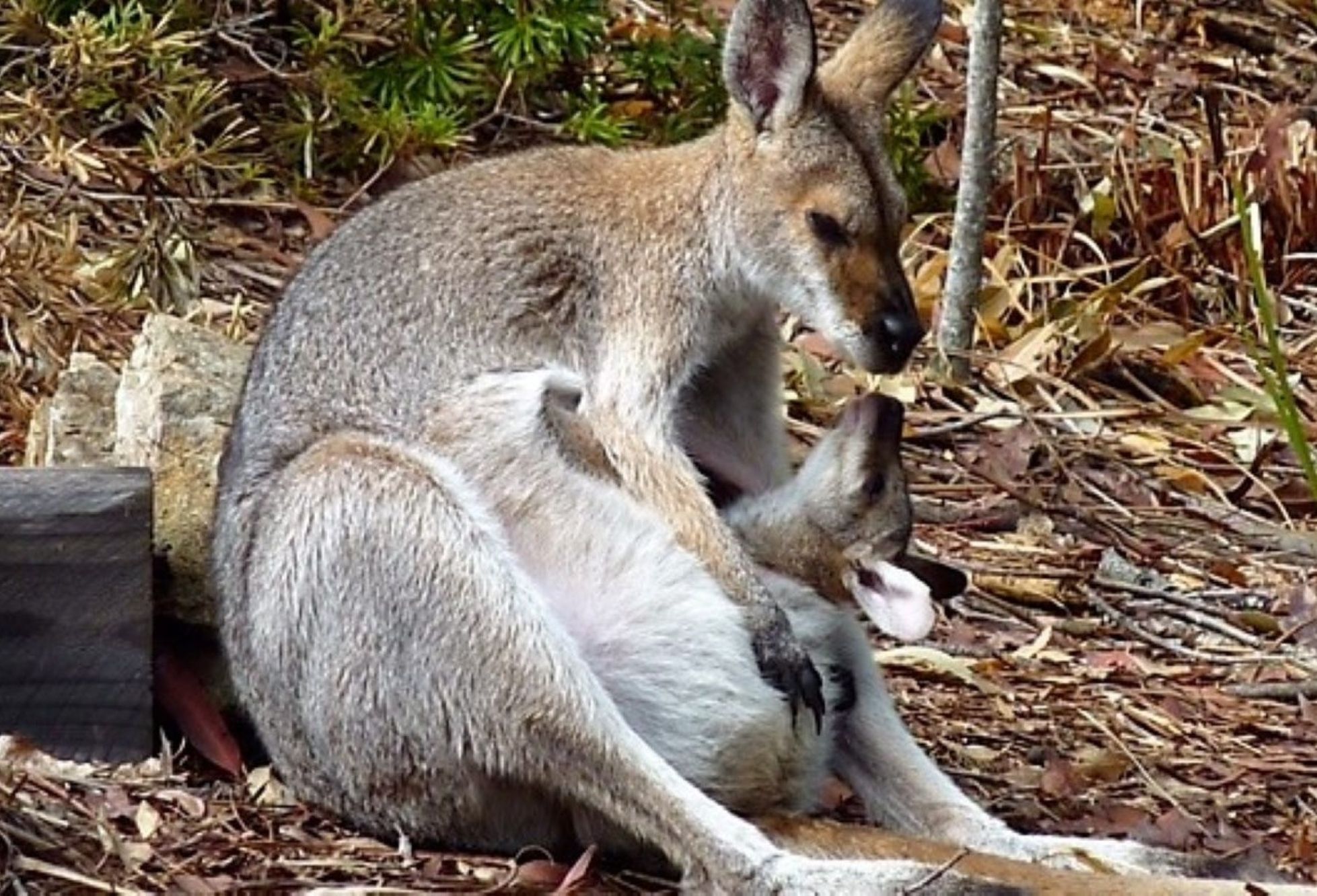 30 Jamberoo Court, Tallebudgera, QLD 4228