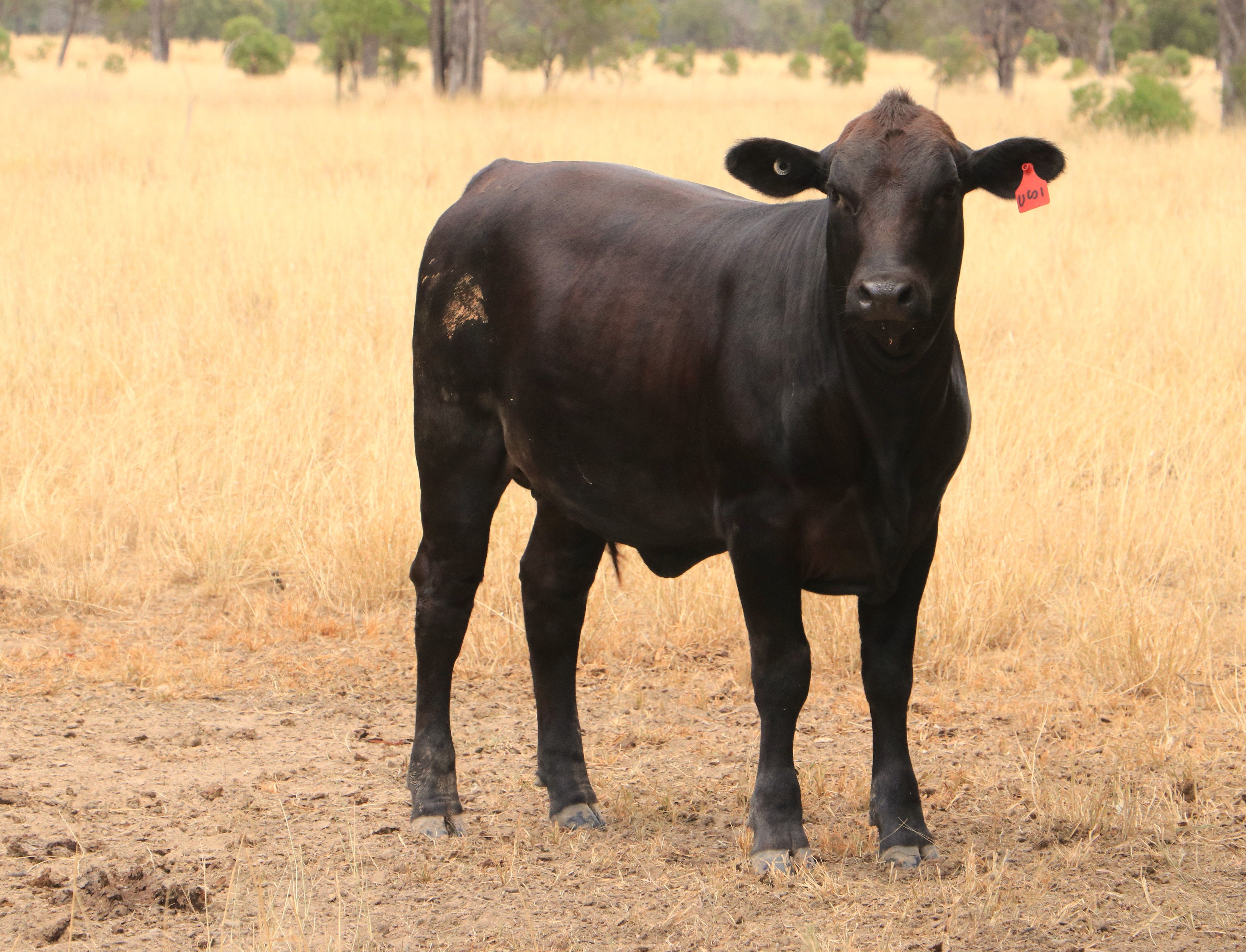 445 Six Mile Road, Roma QLD 4455
