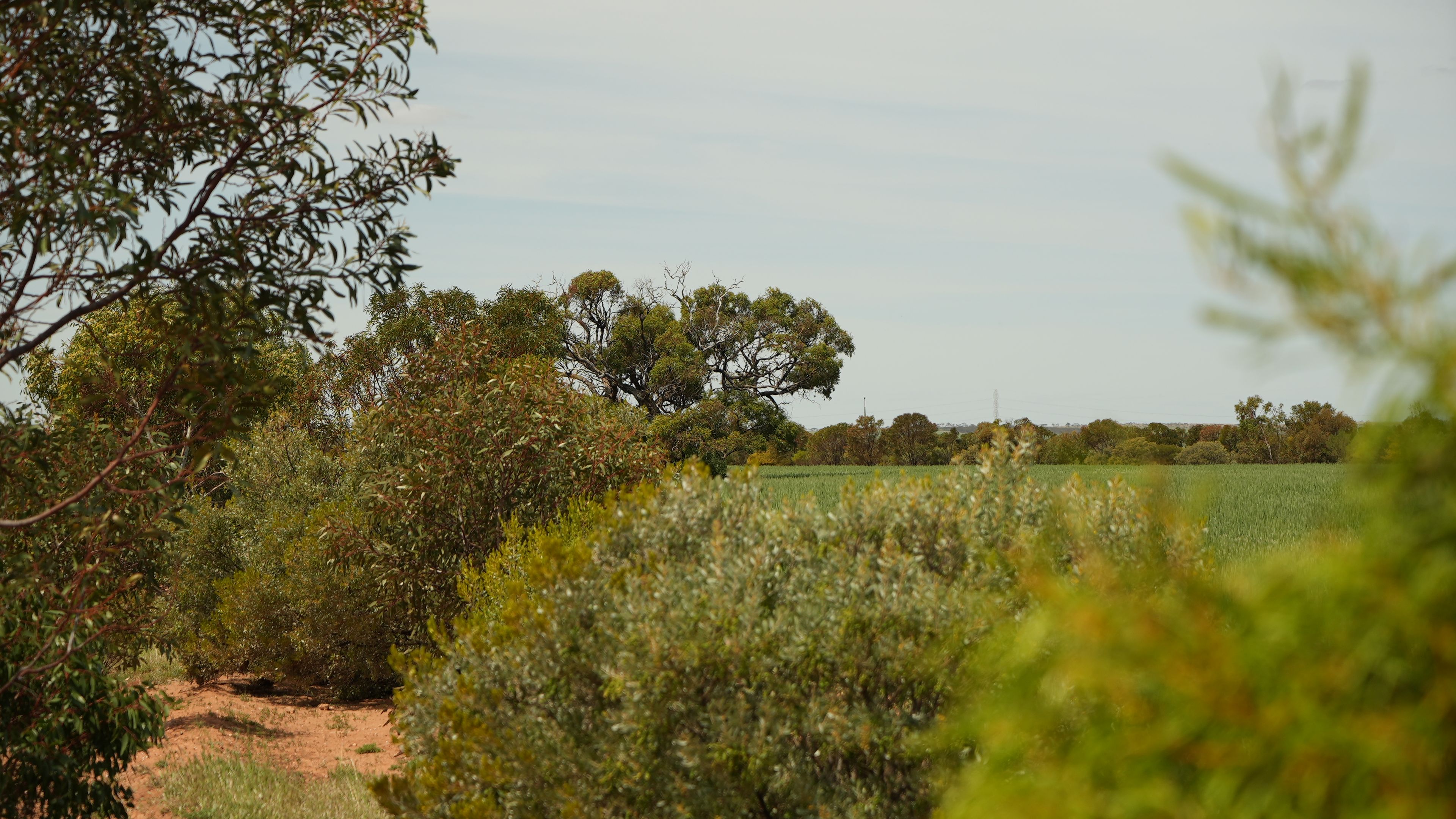 'Terry's' Foote Road, Neales Flat, SA 5374 Sold Rural Cropping