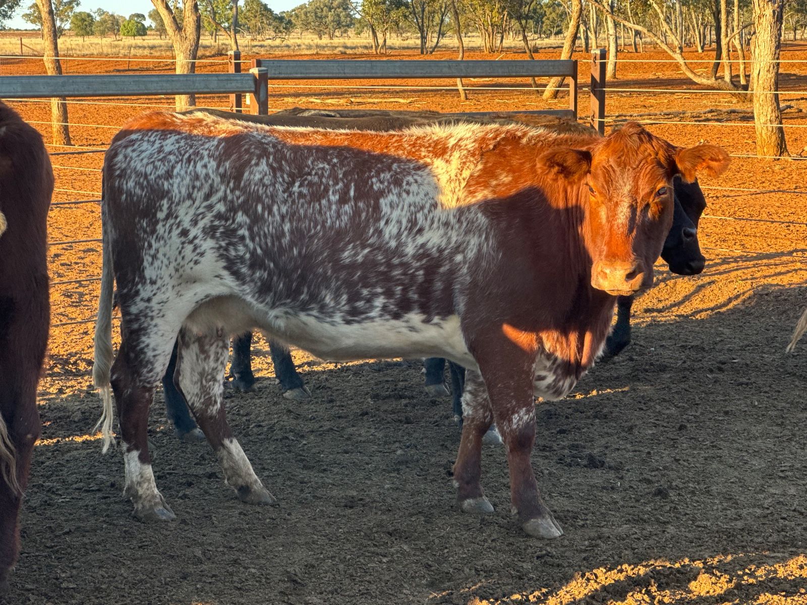 Mungallala, QLD 4467