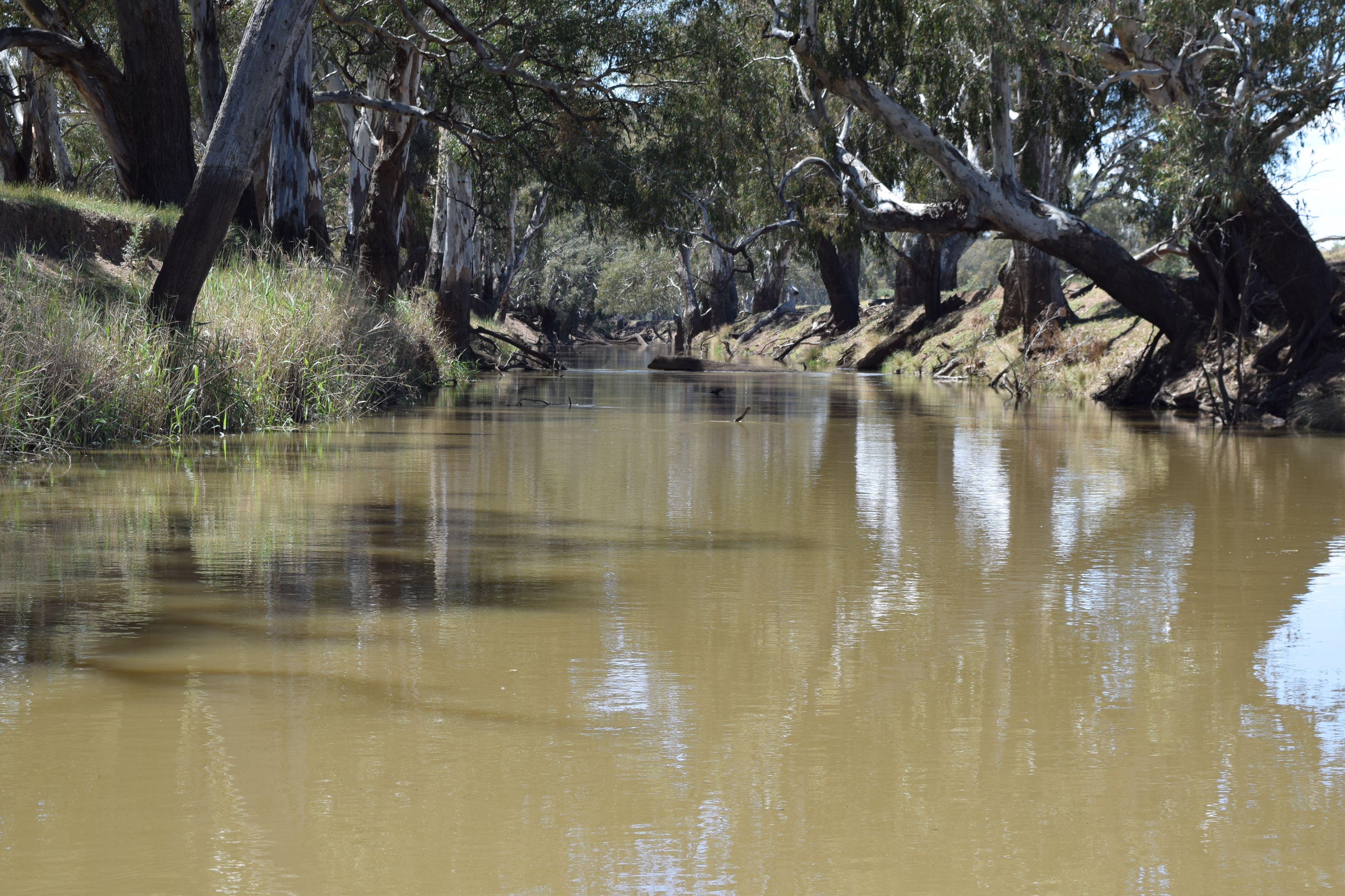 Packwood 5798 Lachlan Valley Way, Condobolin NSW 2877