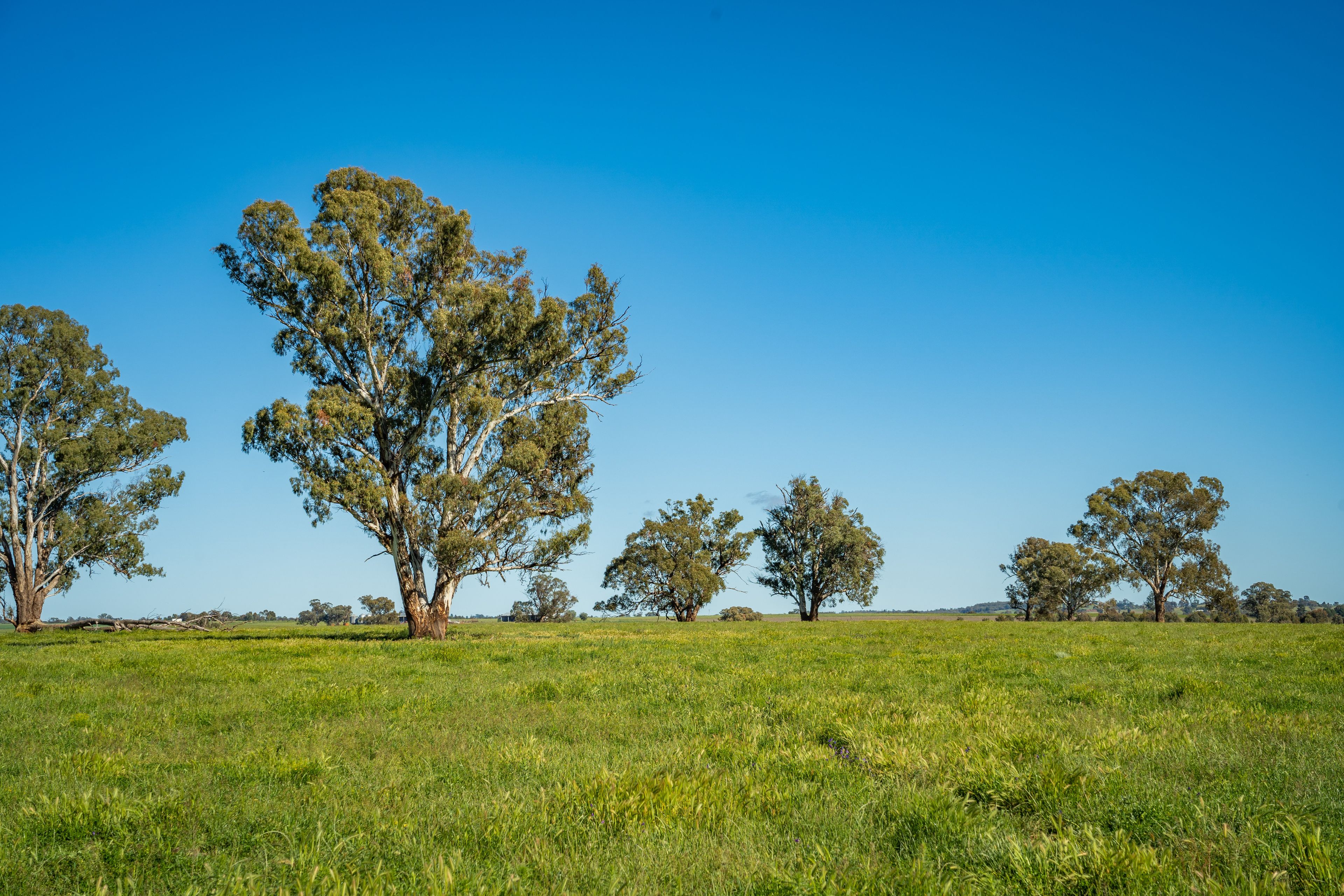 'South Merton' 166 Obley Road, Dubbo, NSW 2830