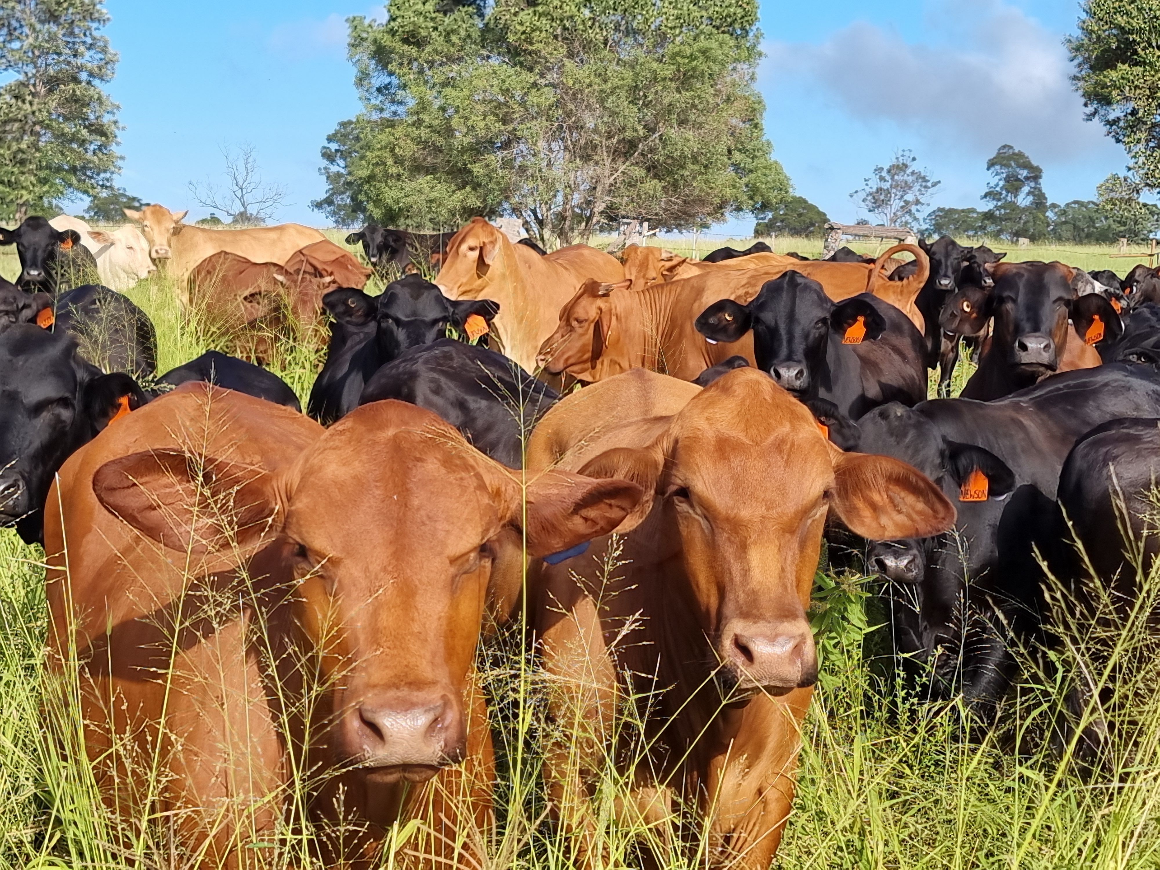 Lot 125 Mount McEuen Road, Mount McEuen, Wondai, QLD 4606 Rural