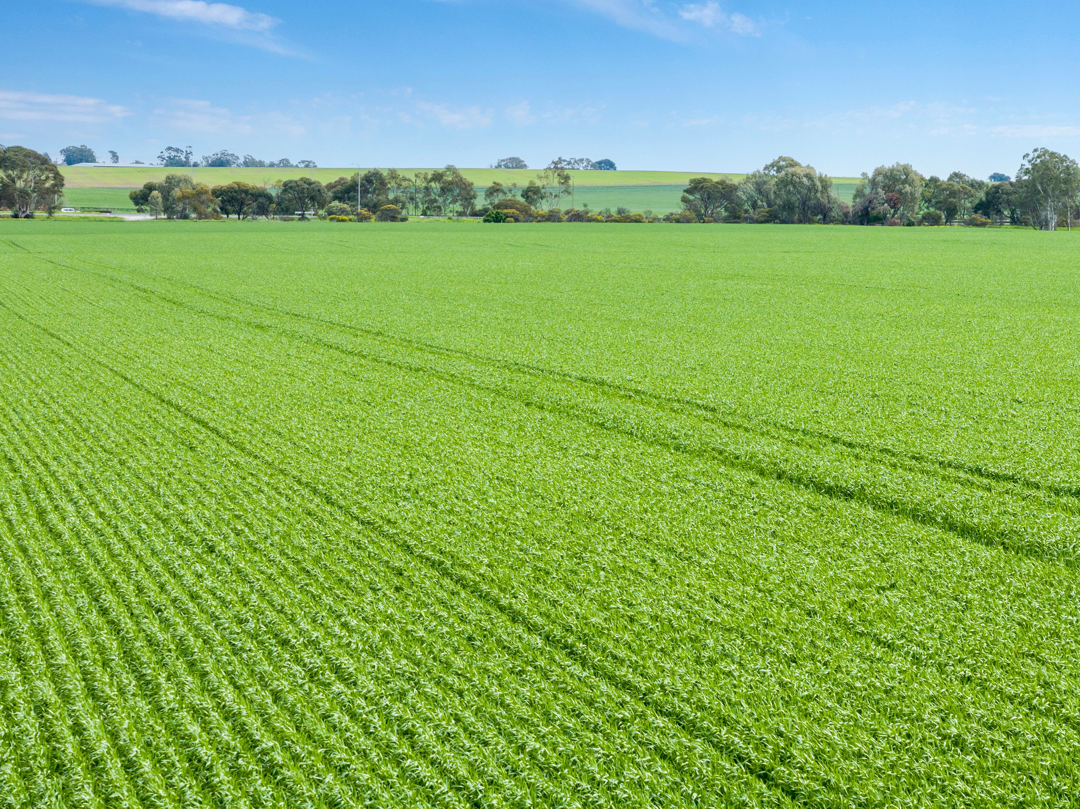 'Shea-Oak Log' Ahrens Road, Shea-Oak Log, SA 5371 - Sold Rural Cropping ...