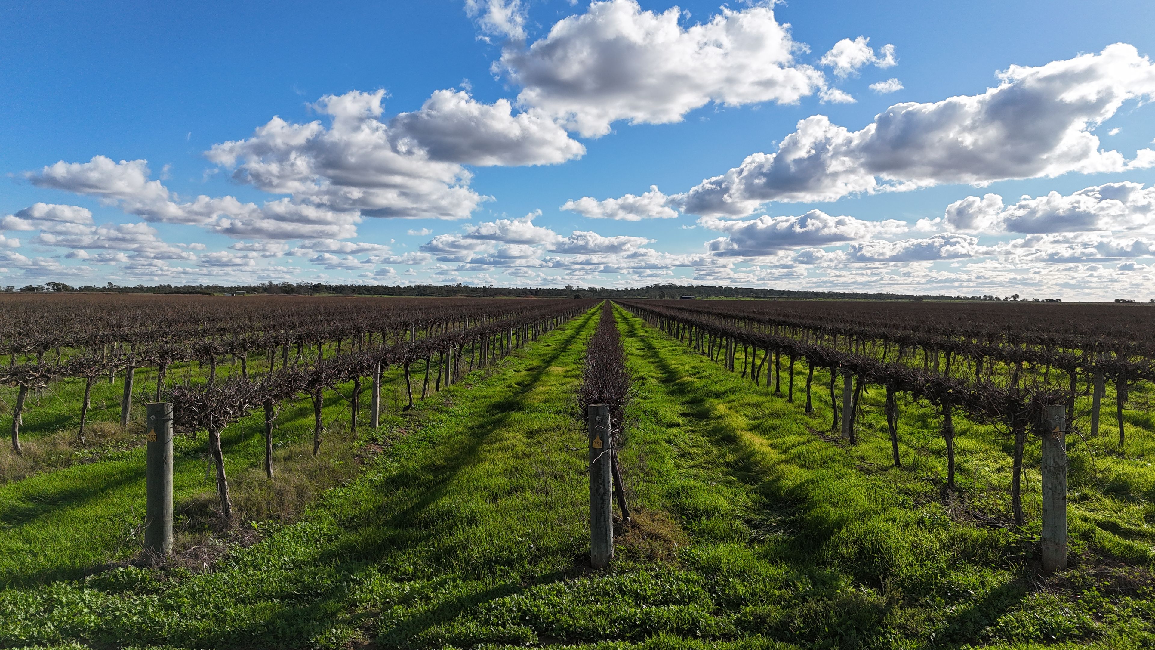 White Road Vineyard Aggregation — photo 4 of 11