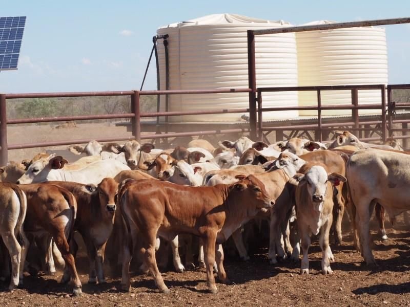 LONGREACH, QLD 4730