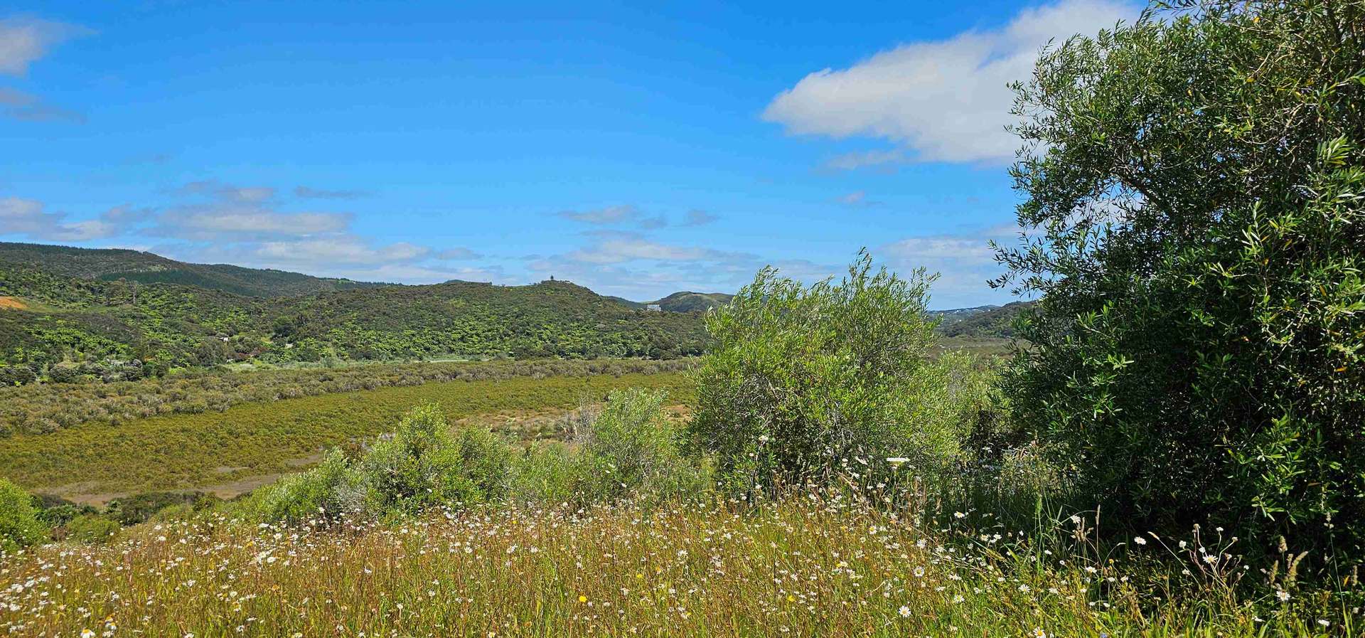 105 Frantoio Ridge Road photo 18