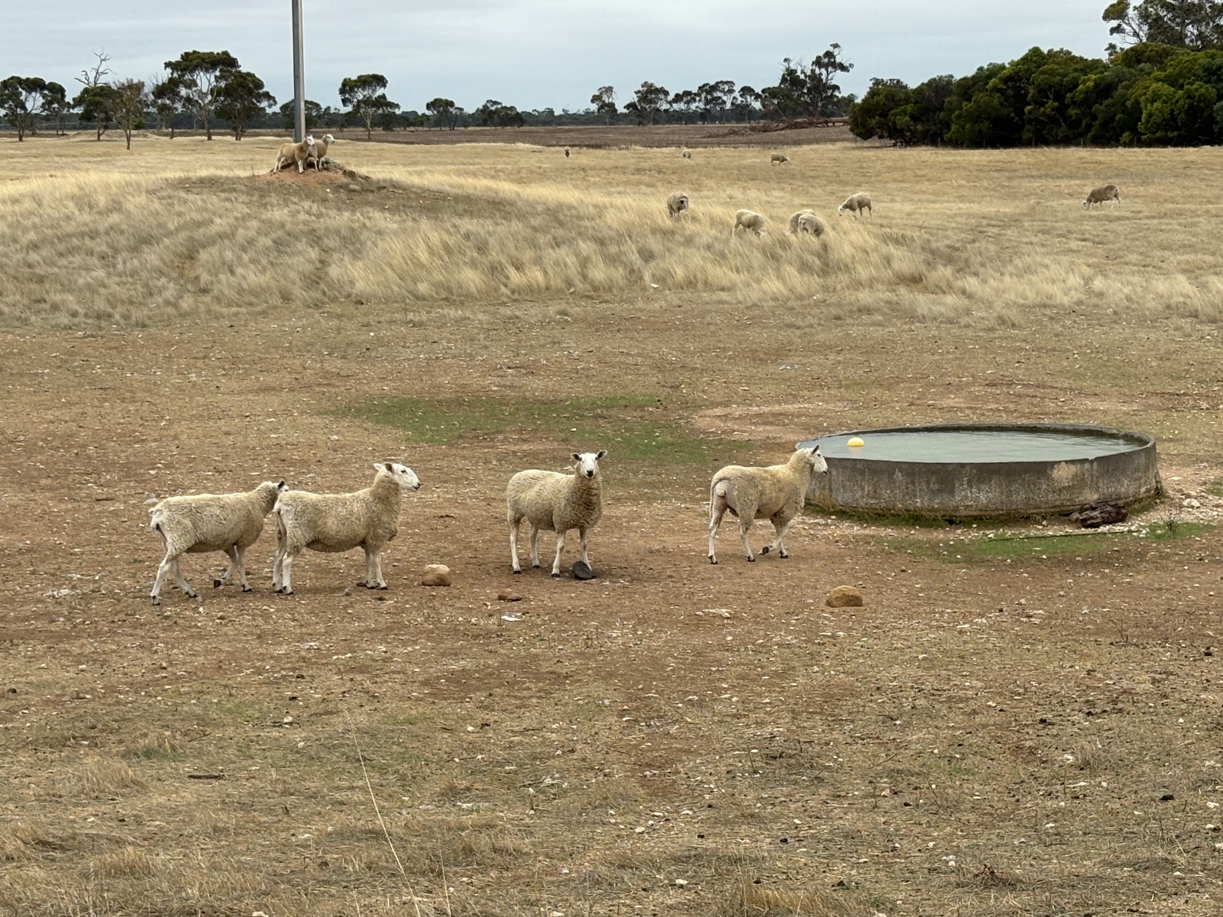 Sec 603 Pitcher Lane, Bordertown, SA 5268