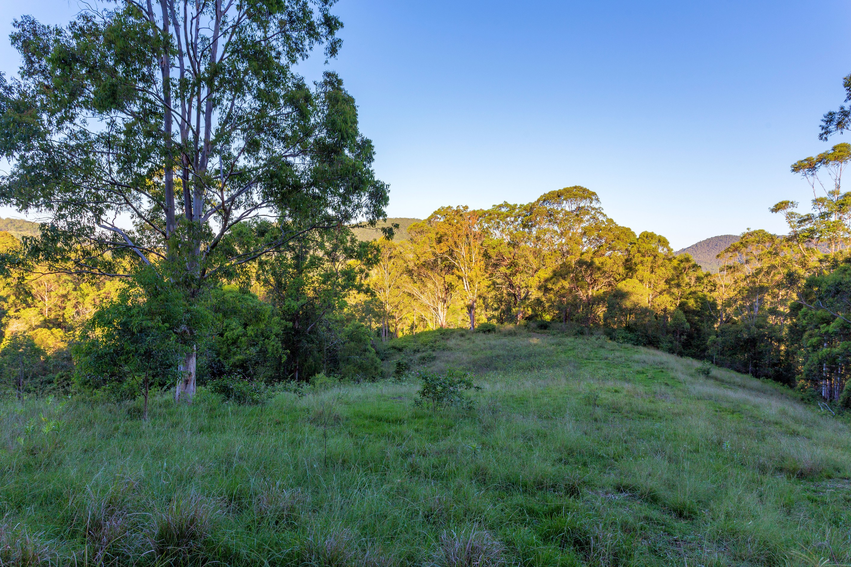 Lot 150 & 151 Black Flat Lane, WHERROL FLAT, NSW 2429