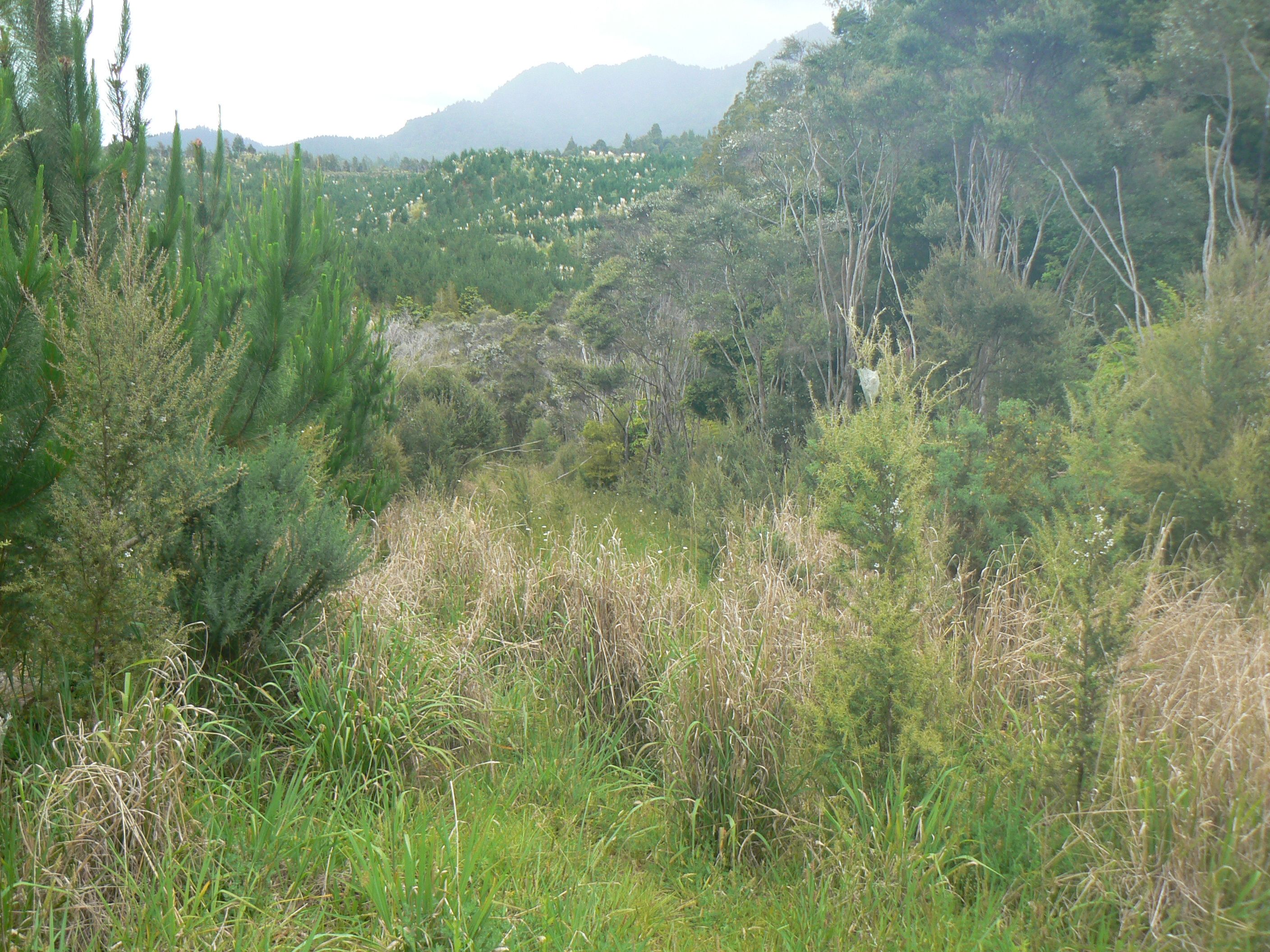 Lot 45 Iwitaua Rd (aka Stoney Creek Rd), Otangaroa, Far North District