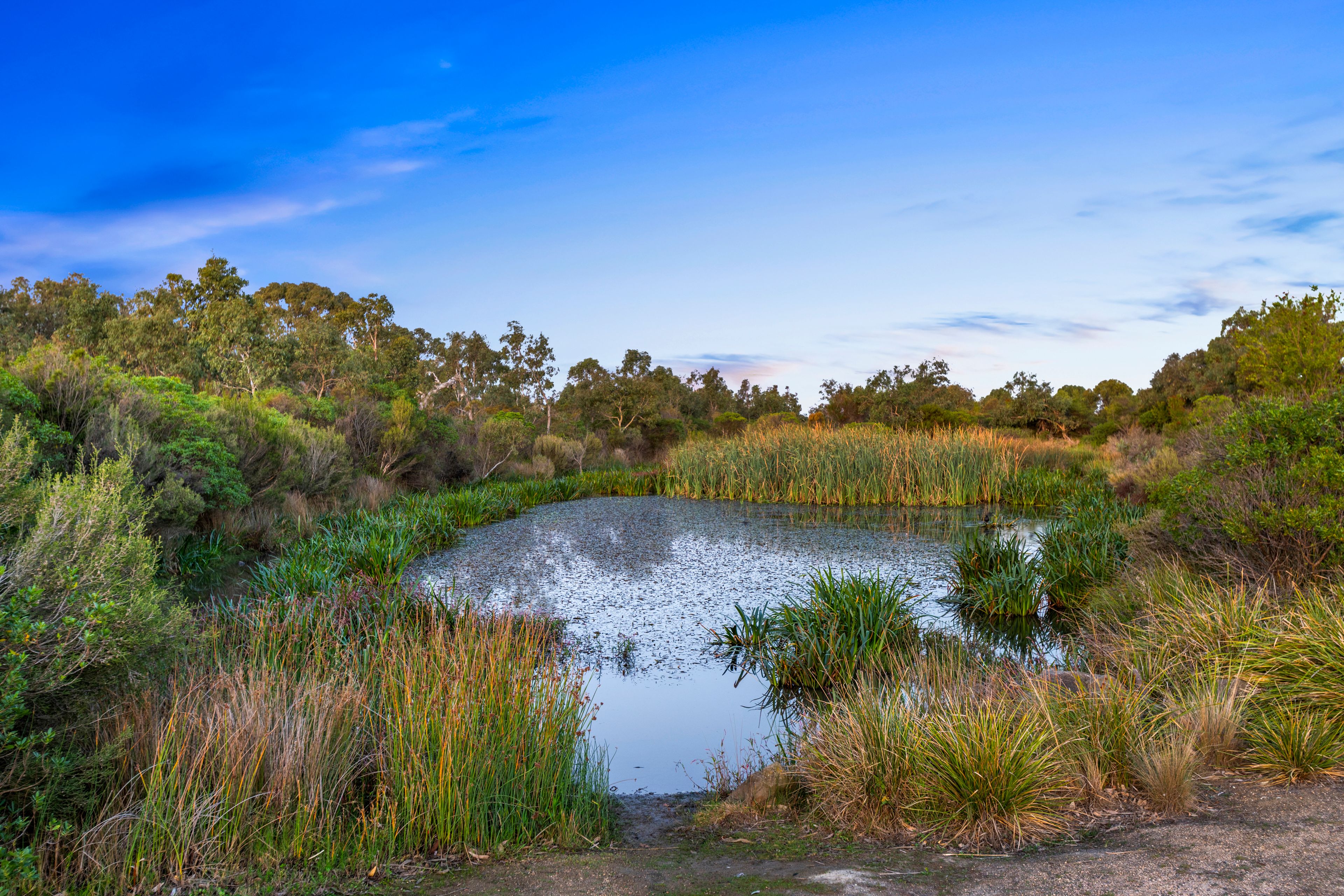 97 Ambrosia Drive, Armstrong Creek, VIC 3217