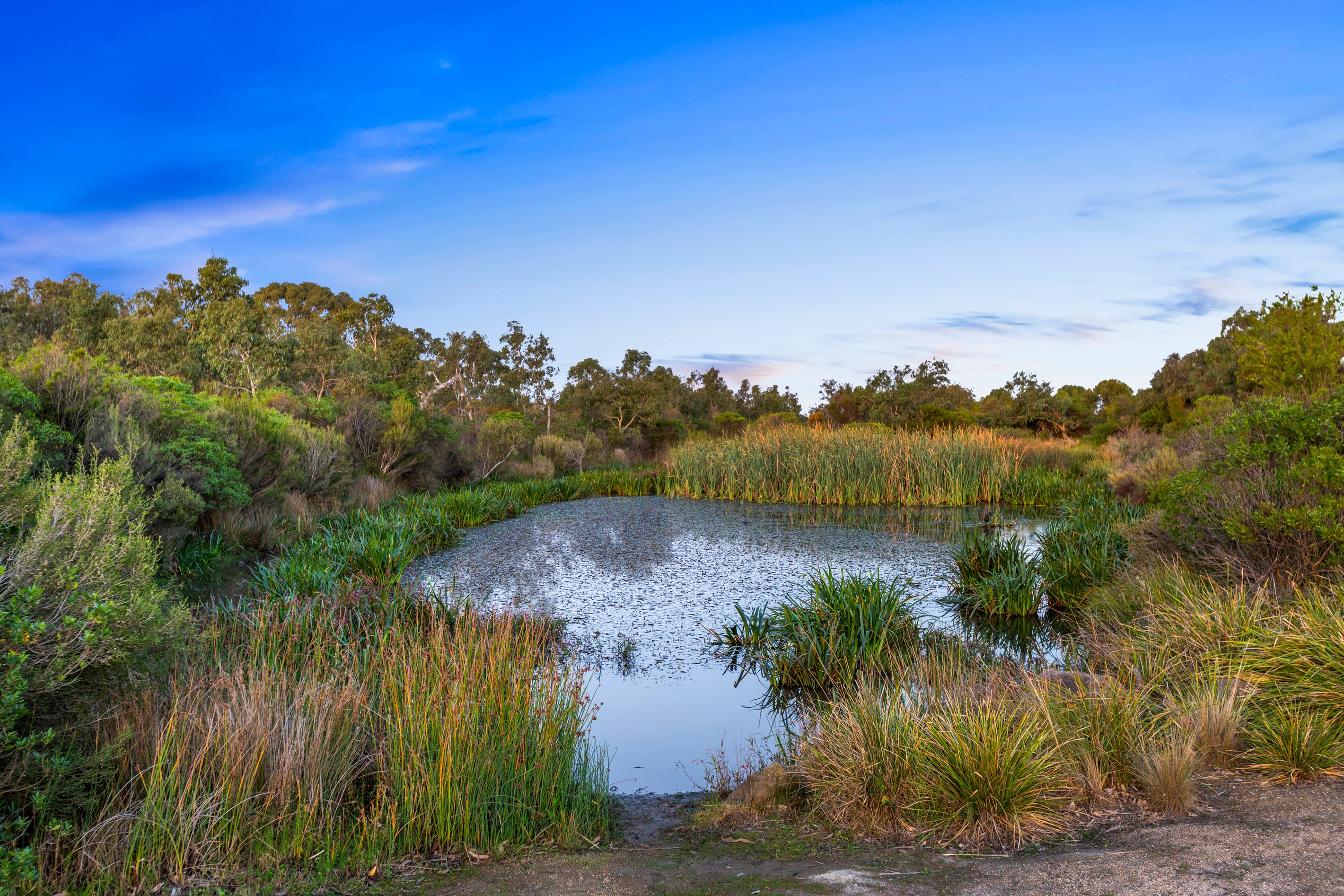 97 Ambrosia Drive, Armstrong Creek, VIC 3217