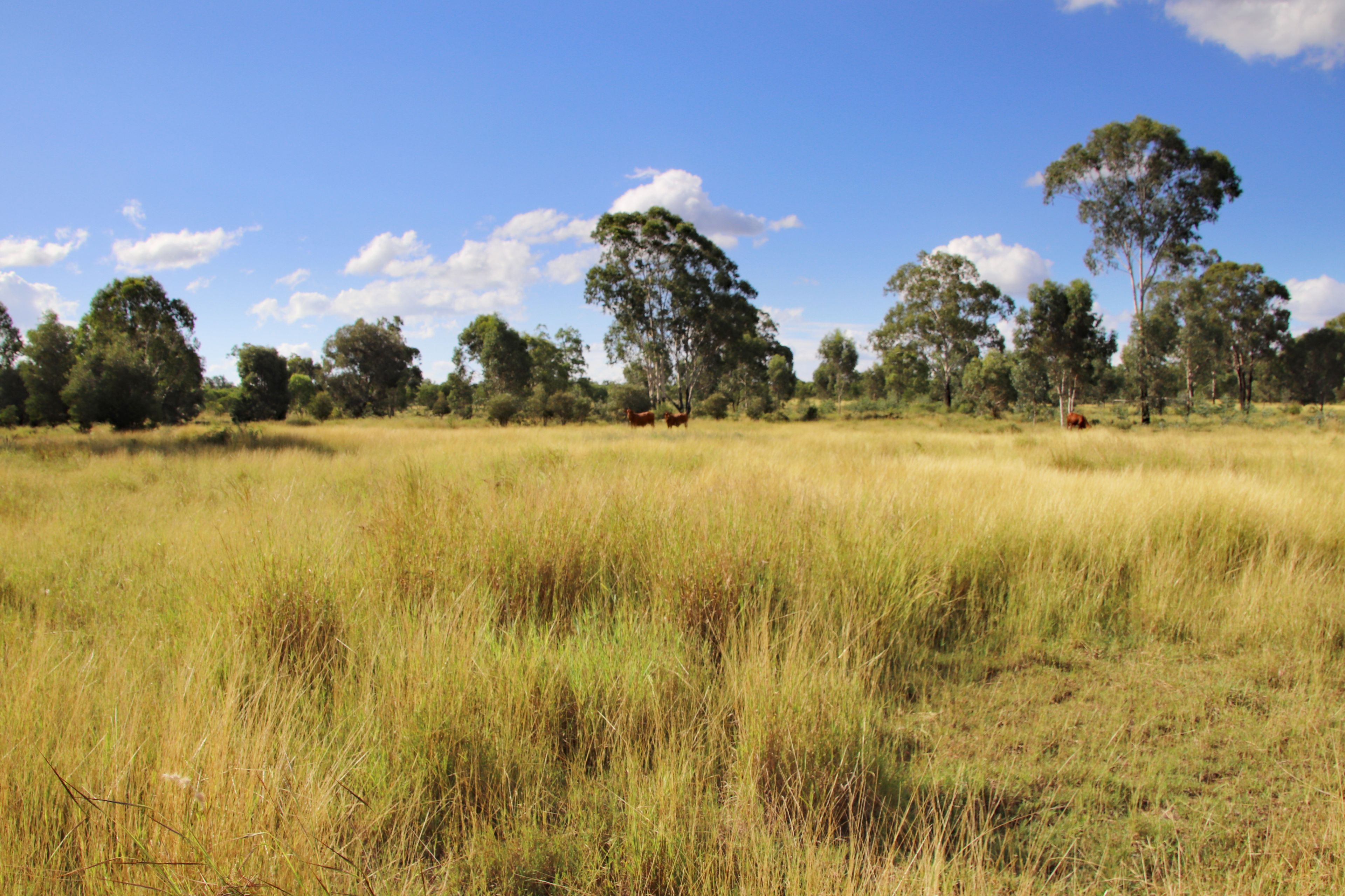 782 Floods Road, Dululu, QLD 4702