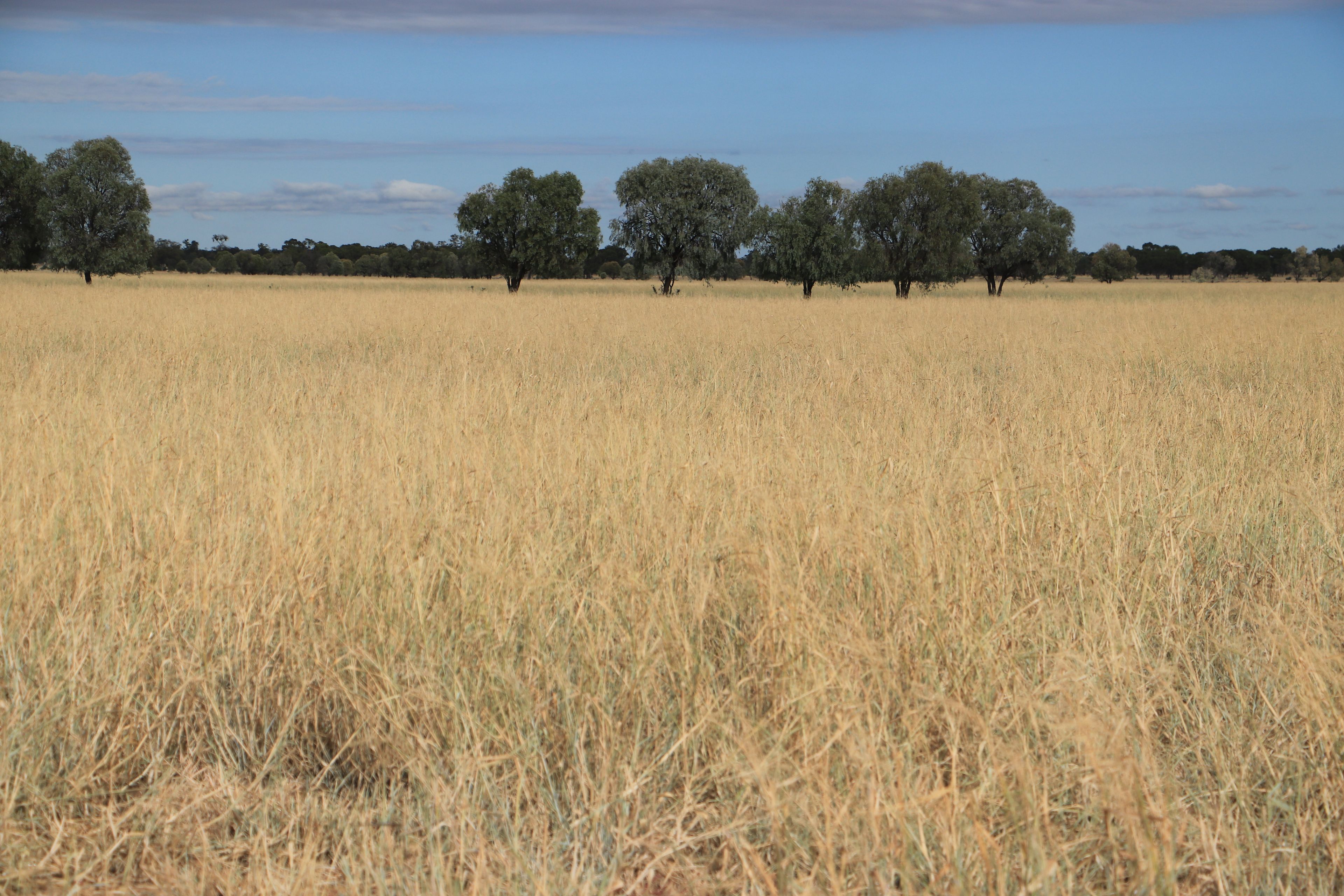 13724 Mitchell - St George Road, St George, QLD 4487