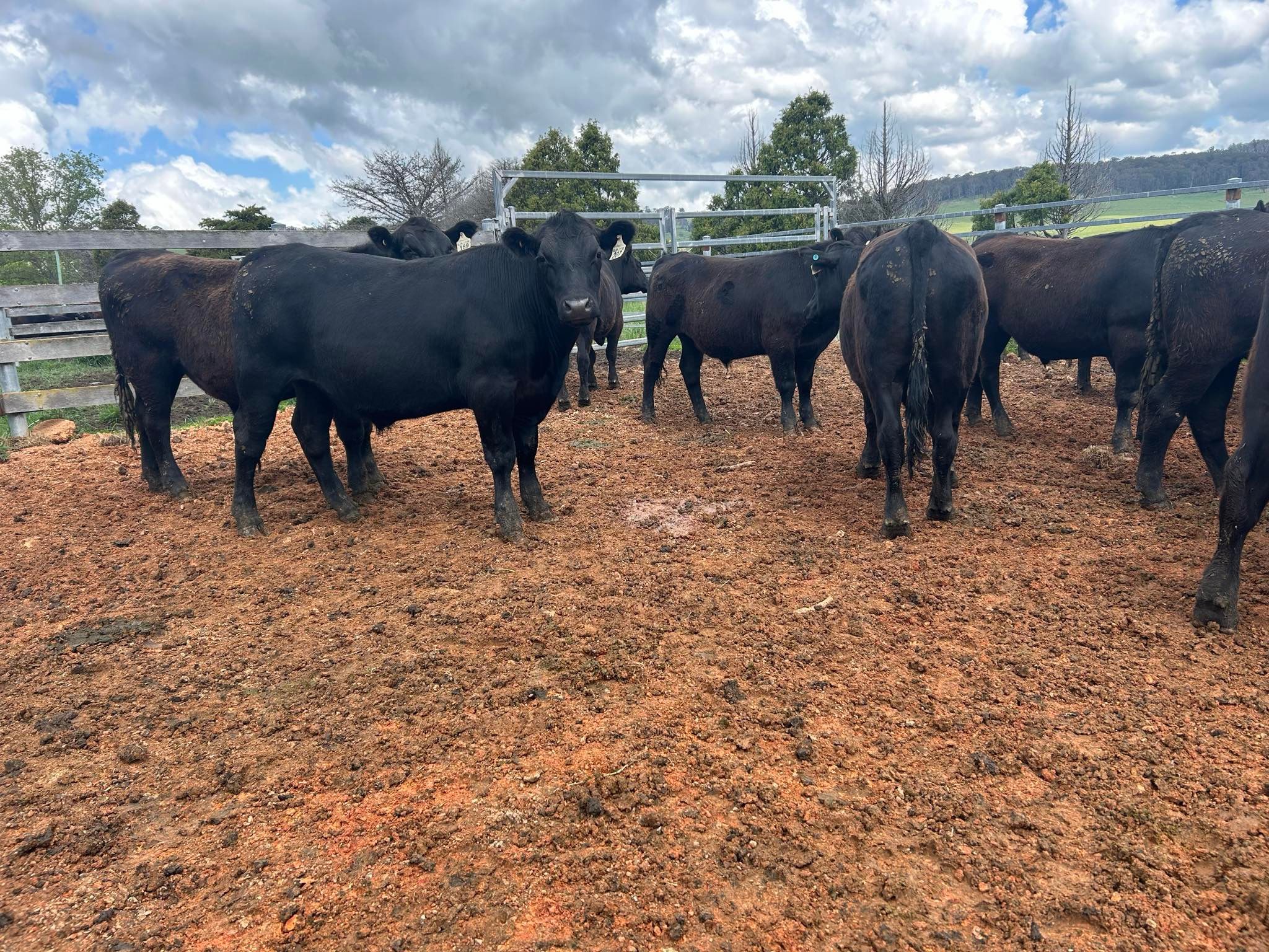Parraweena Highlands Cattle Company, HERNANI, NSW 2453