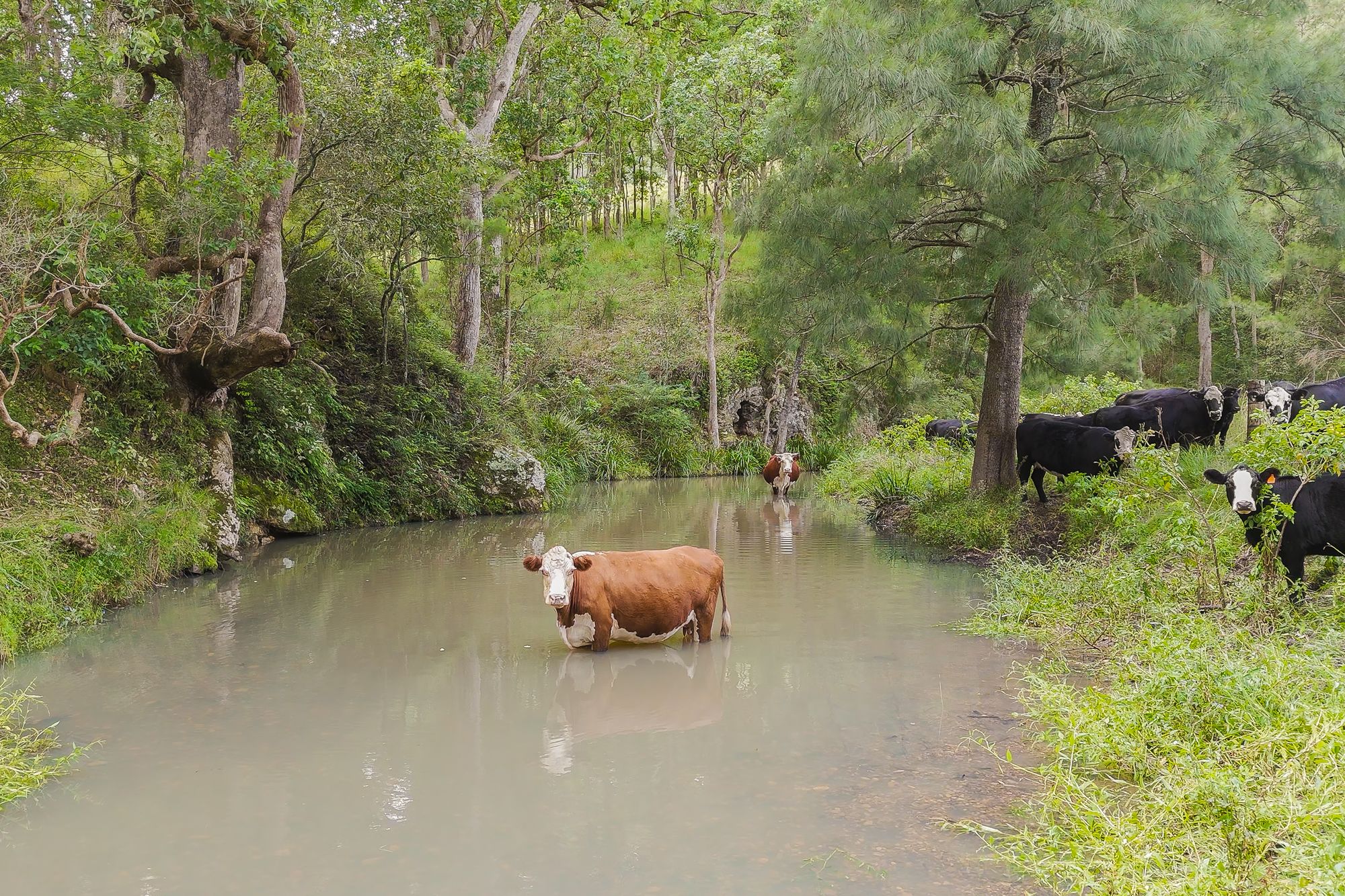 117 Bullen Bullen Road, Gloucester, NSW 2422
