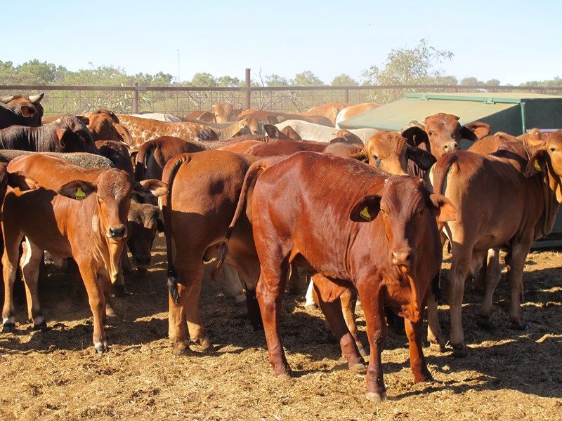 Mooloo Downs, MullewaCarnarvon Road, Gascoyne Junction, WA 6705