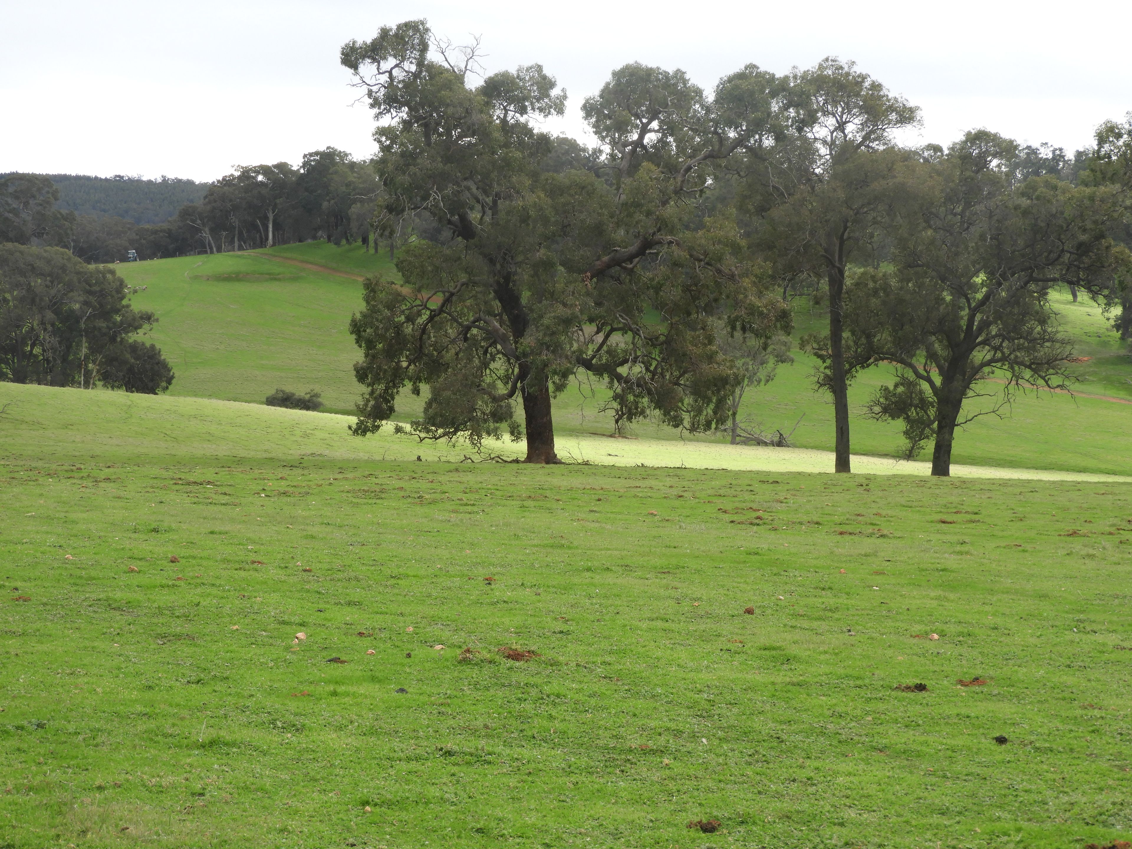 Kyellen Farm, Quindanning-Darkan Road — photo 11 of 30