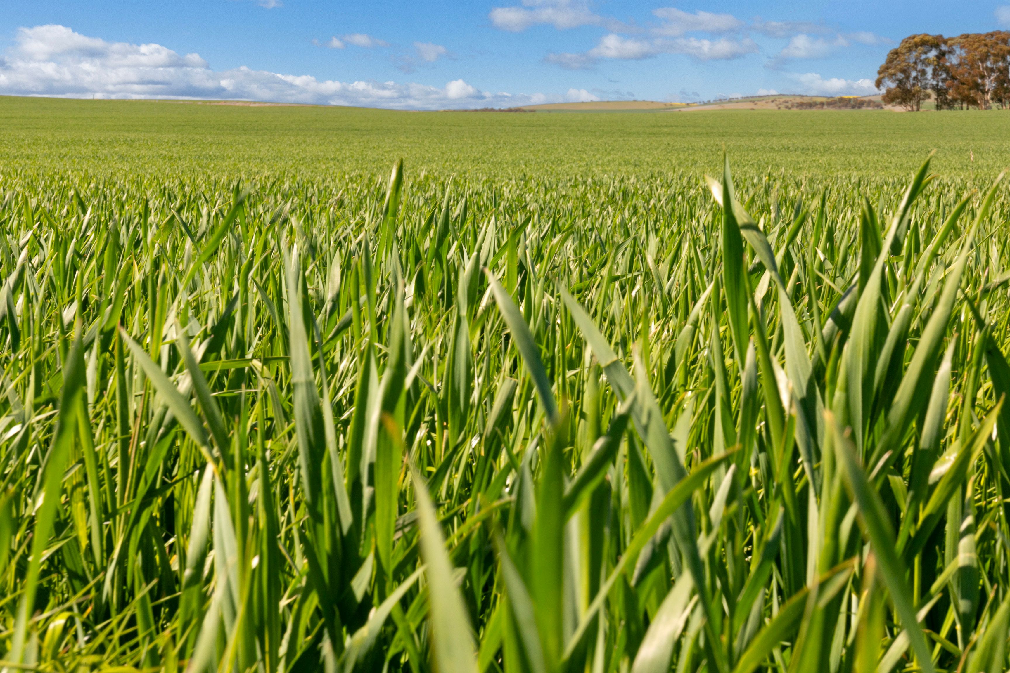 'Huddleston' Road, Gladstone, SA 5473 Sold Rural Cropping Property Ray