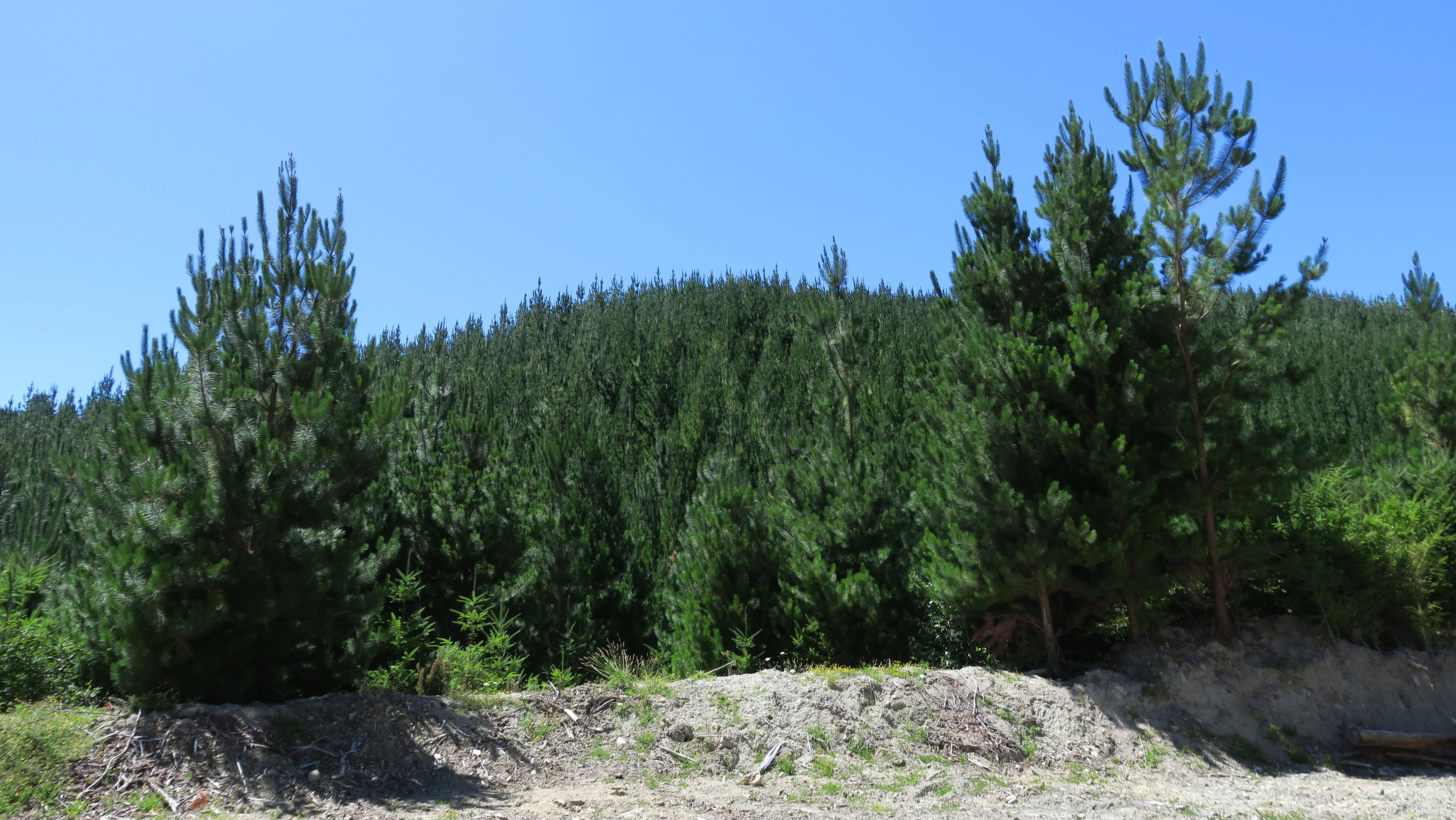 6555 State Highway 63, Wairau Valley, Marlborough District 7271 Rural