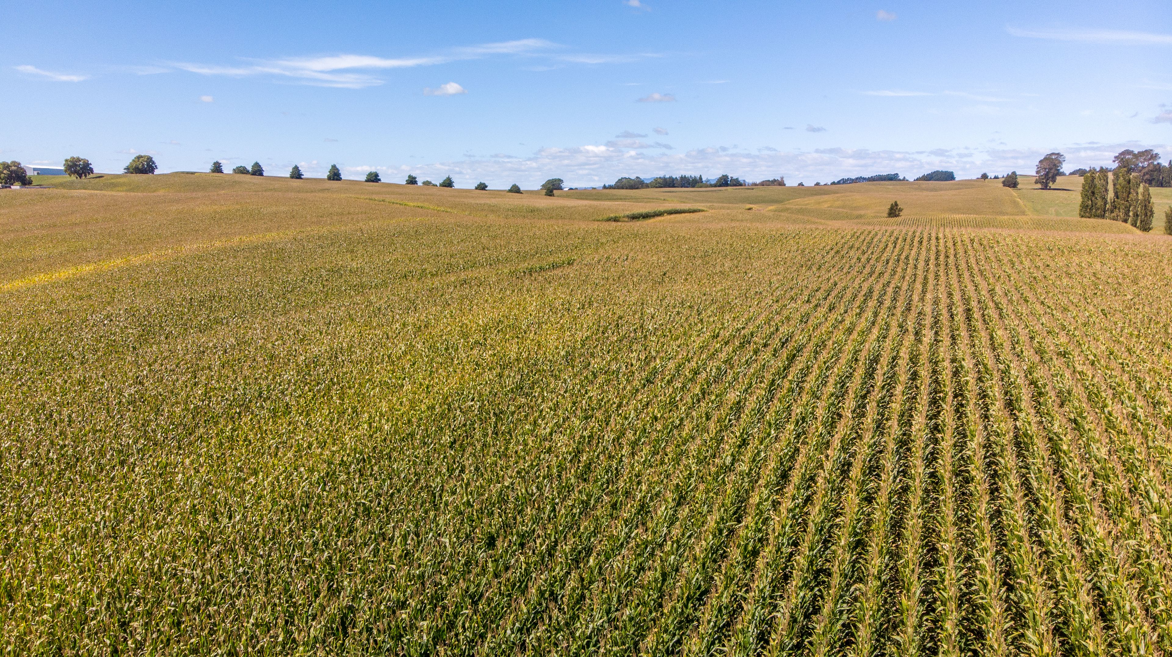 271 Cruickshank Road, Te Awamutu, Waipa District