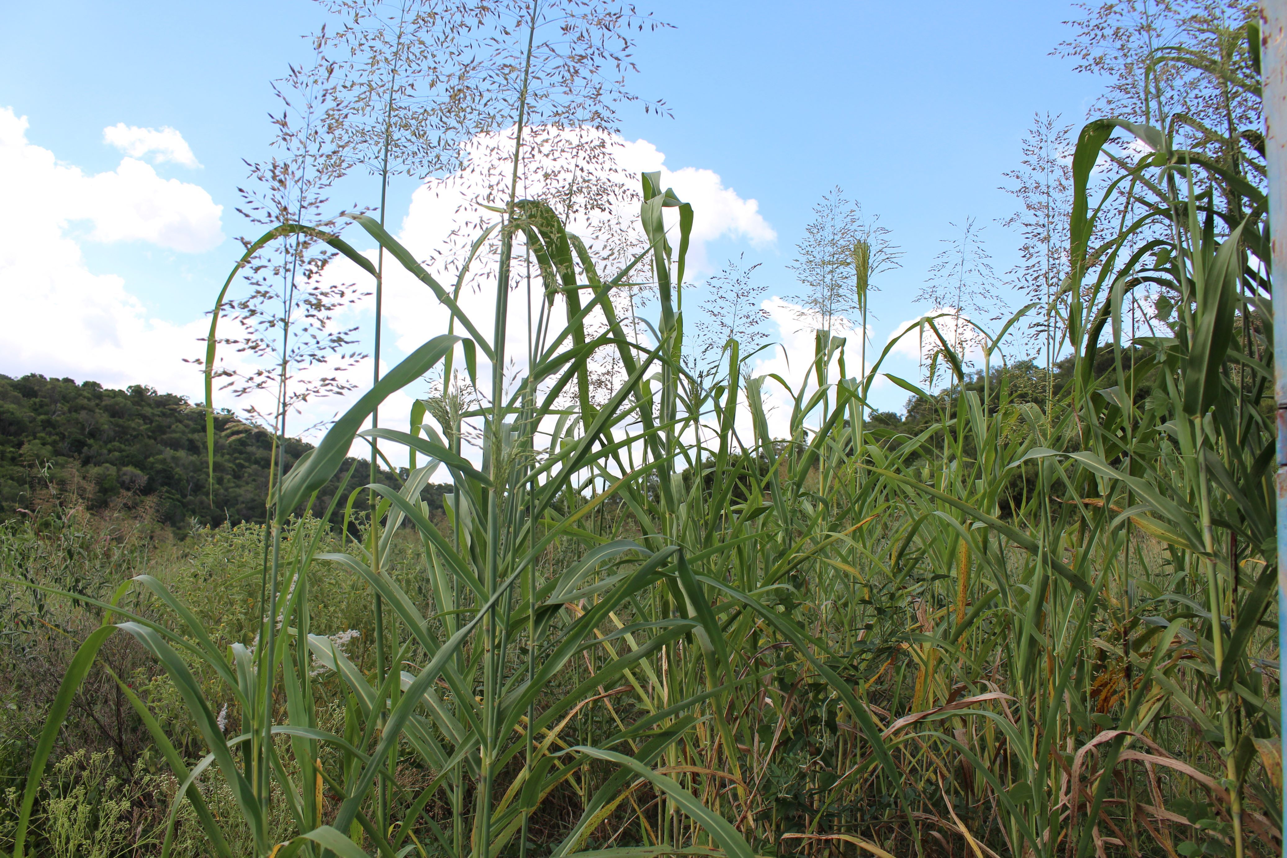 Lot 35 Aplin Road, Bracewell QLD 4695