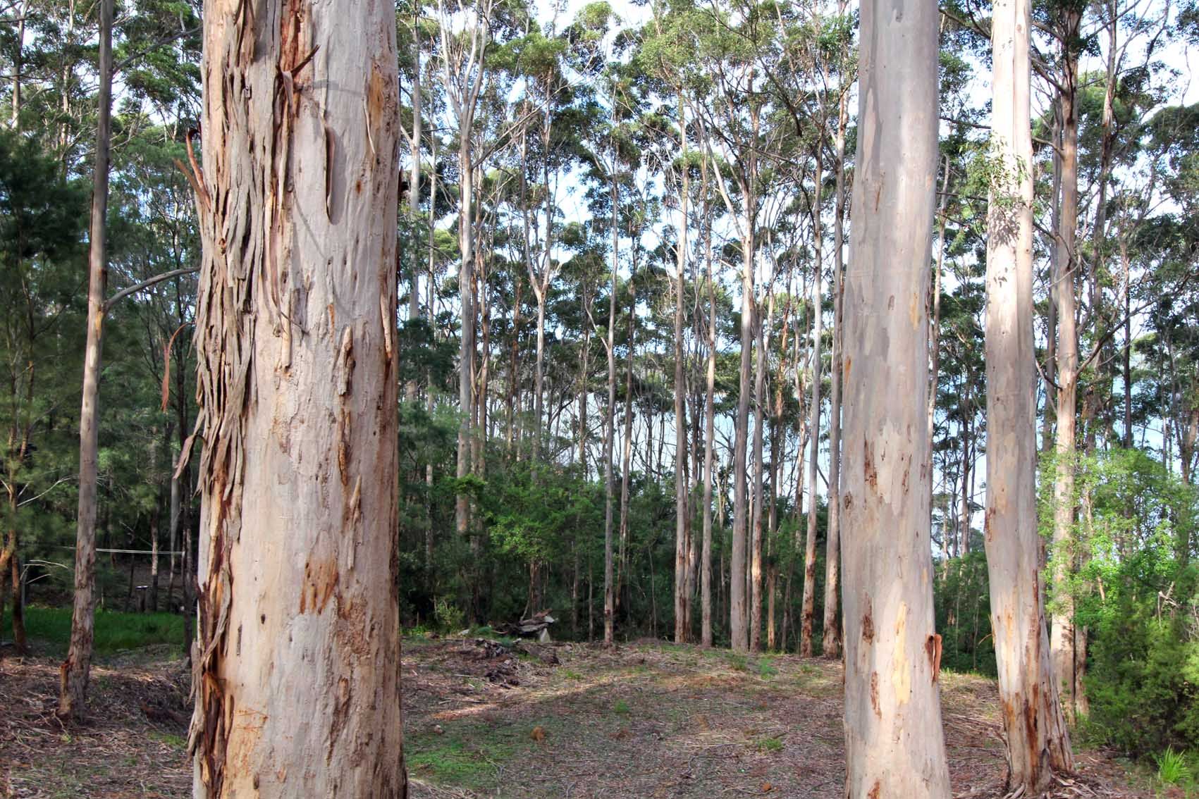 15 Payne Road, Denmark, WA 6333