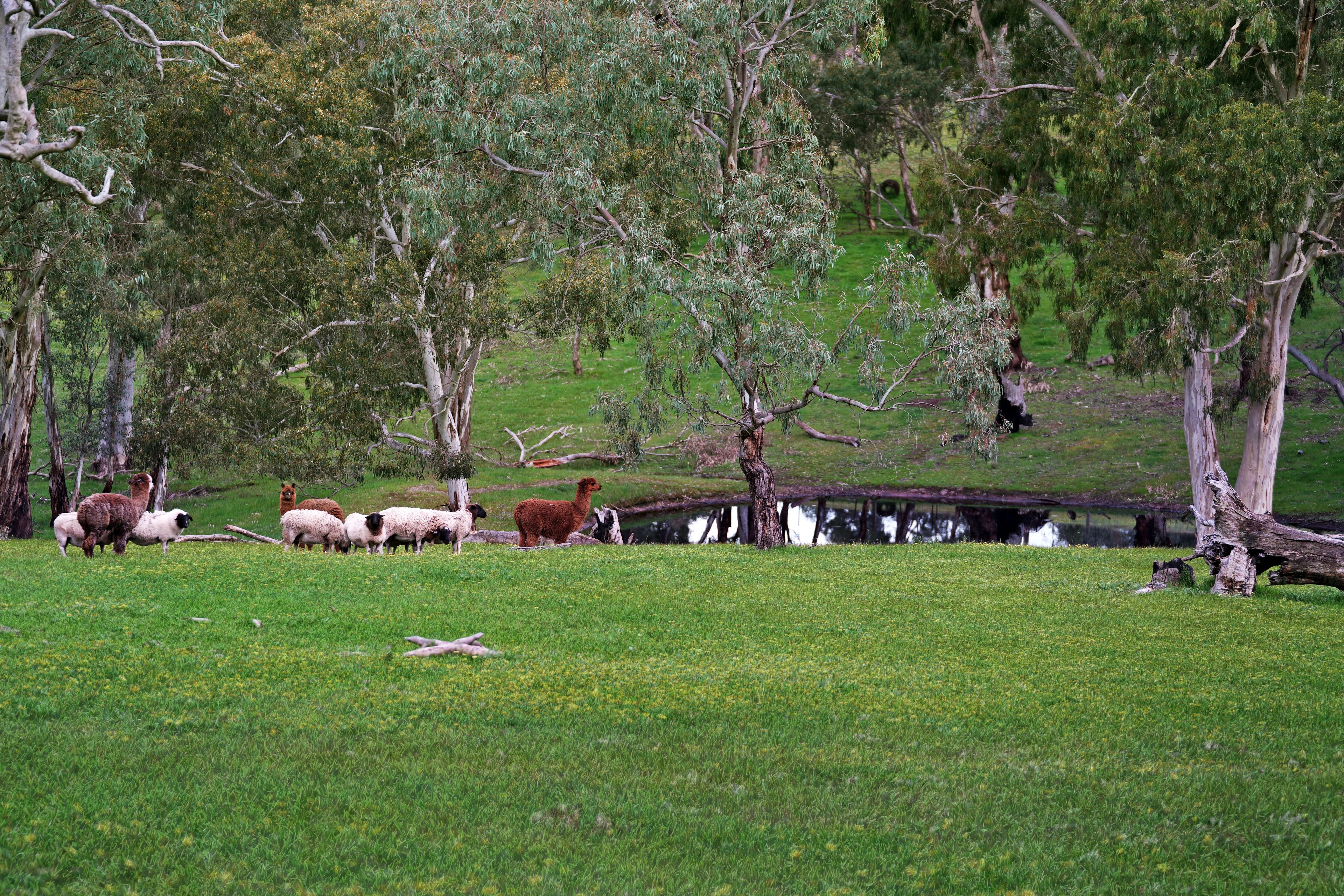152 Karwin Road, Humbug Scrub, SA 5114