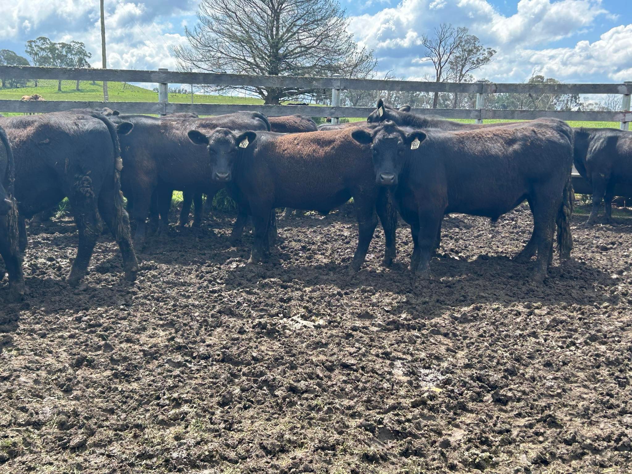 Parraweena Highlands Cattle Company, HERNANI, NSW 2453