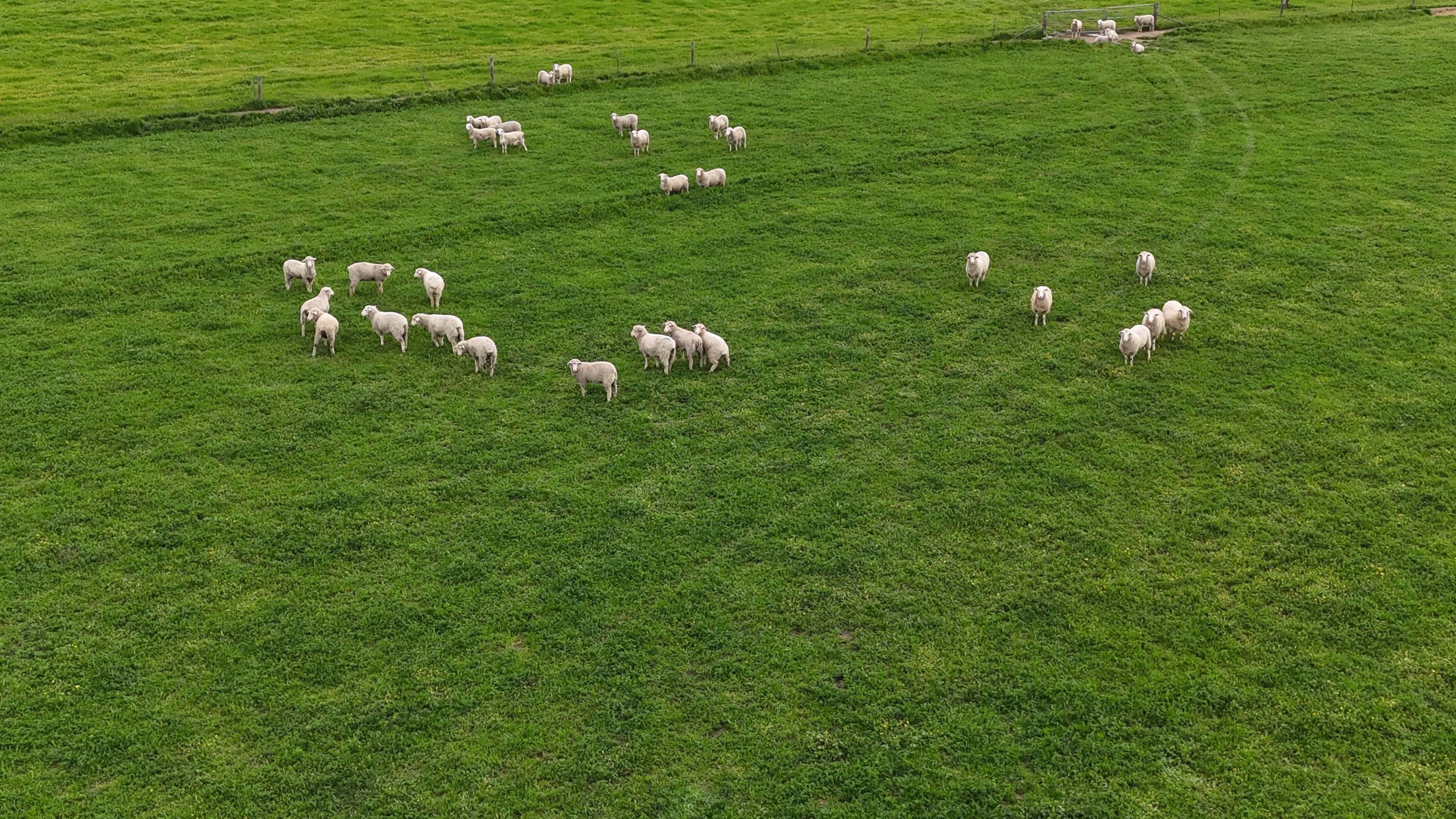 220 Downing Road, Mundulla West, SA 5270