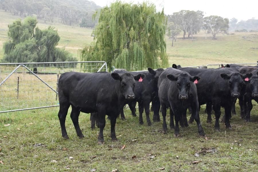 Glen Innes, NSW Livestock Cattle Sold