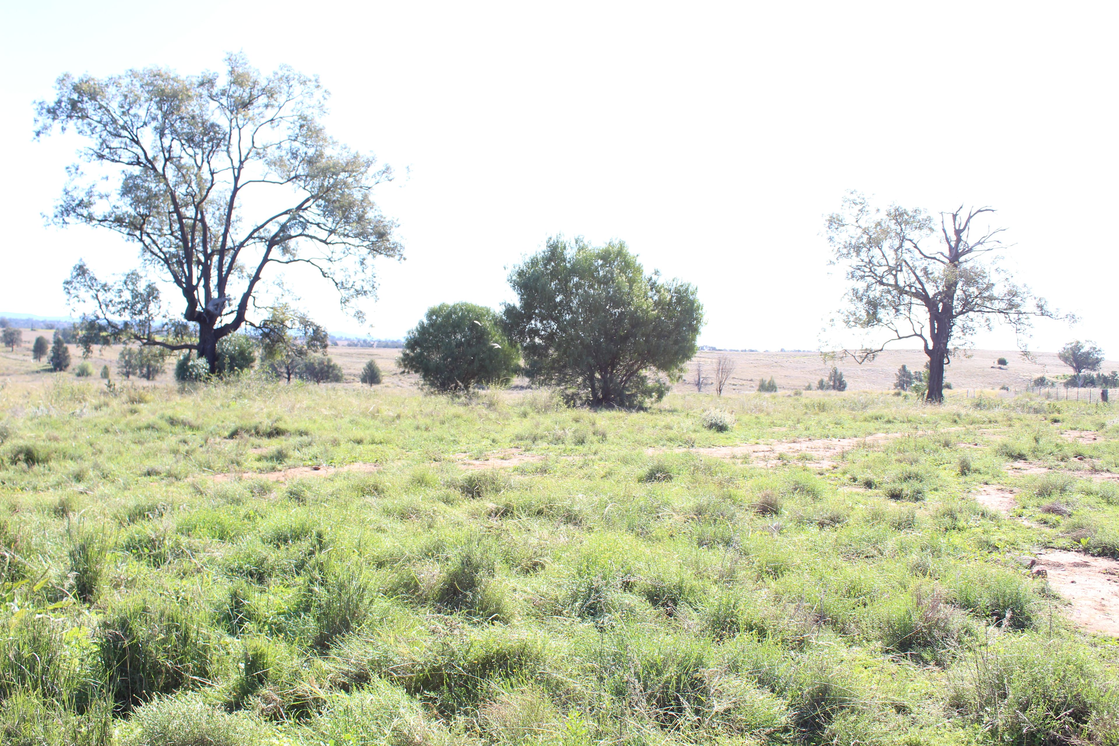 Lot 5152 Salter Street, Bingara, NSW 2404 Land for Sale Ray White