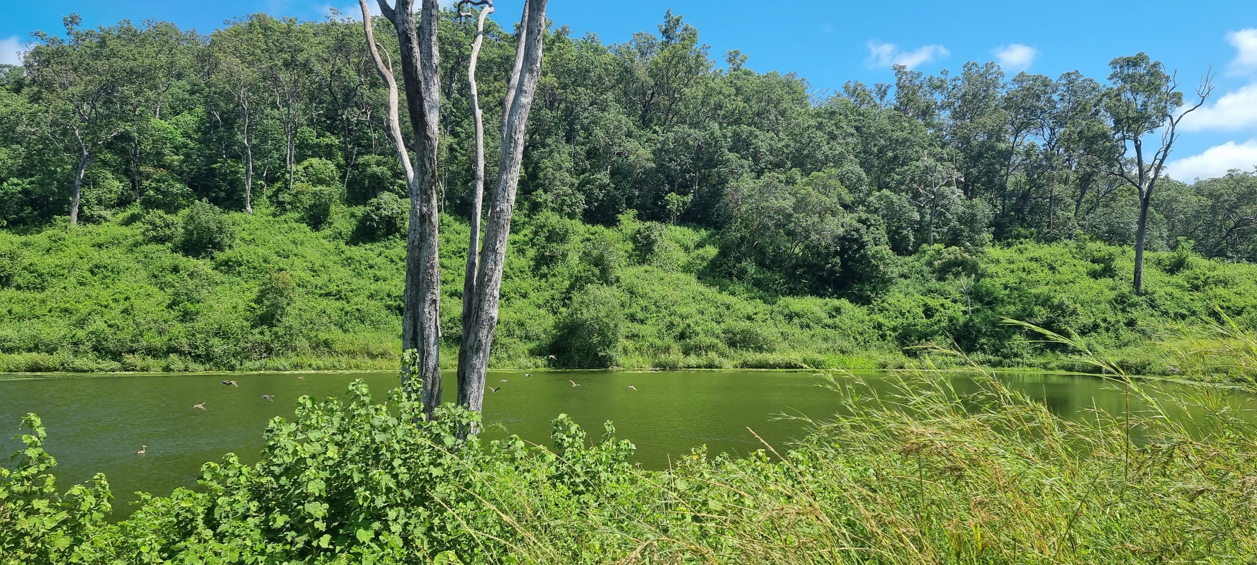 488 Upper Alligator Creek Road, Sarina, QLD 4737 Rural Lifestyle