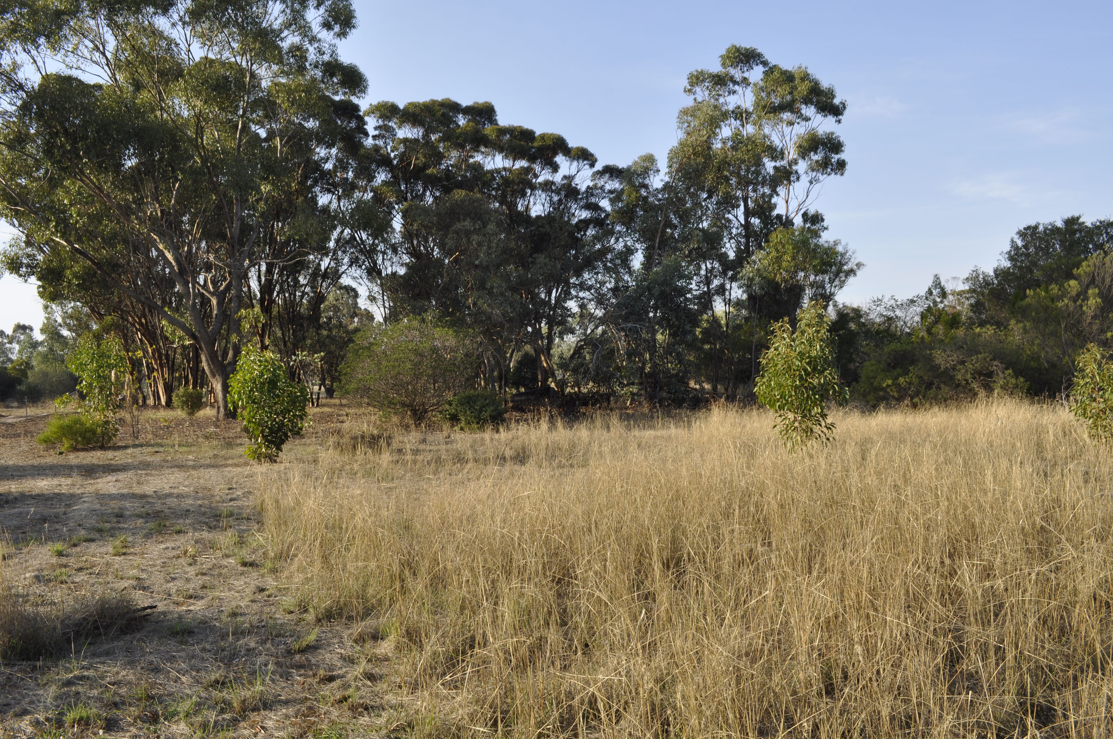 Lot 633 Mills Street, Katanning, WA 6317 Land for Sale Ray White