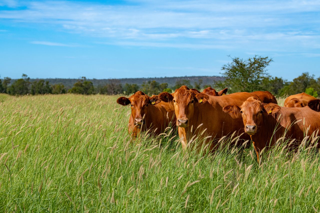 Rural for sale in Ellangowan, Pittsworth, Southbrook, Warra, Forest