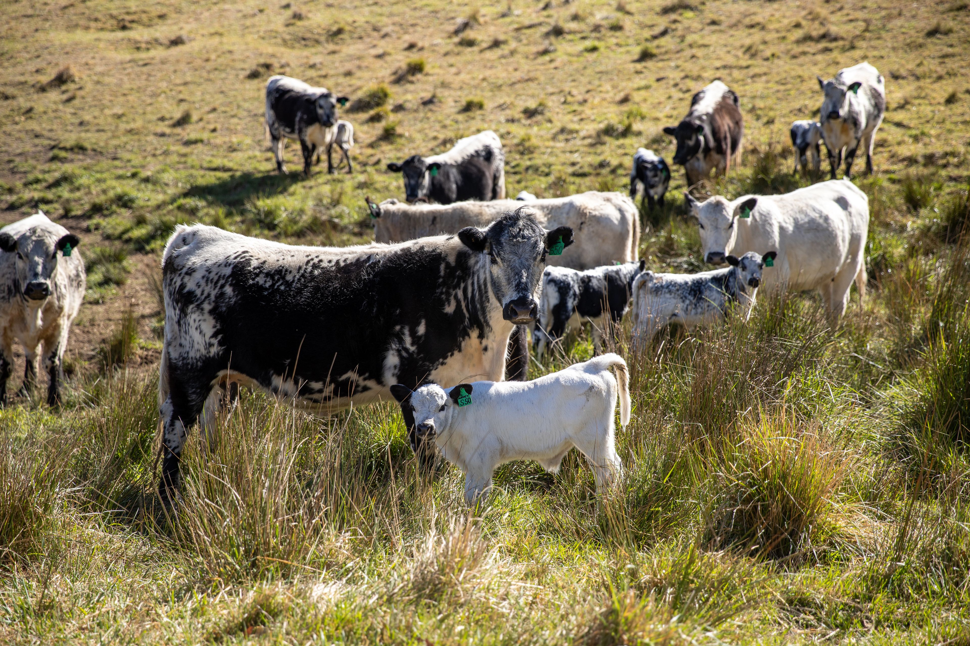 "Windaroo" 599 Oaklands Road, Yarrowitch, NSW 2354 Sold Rural Mixed