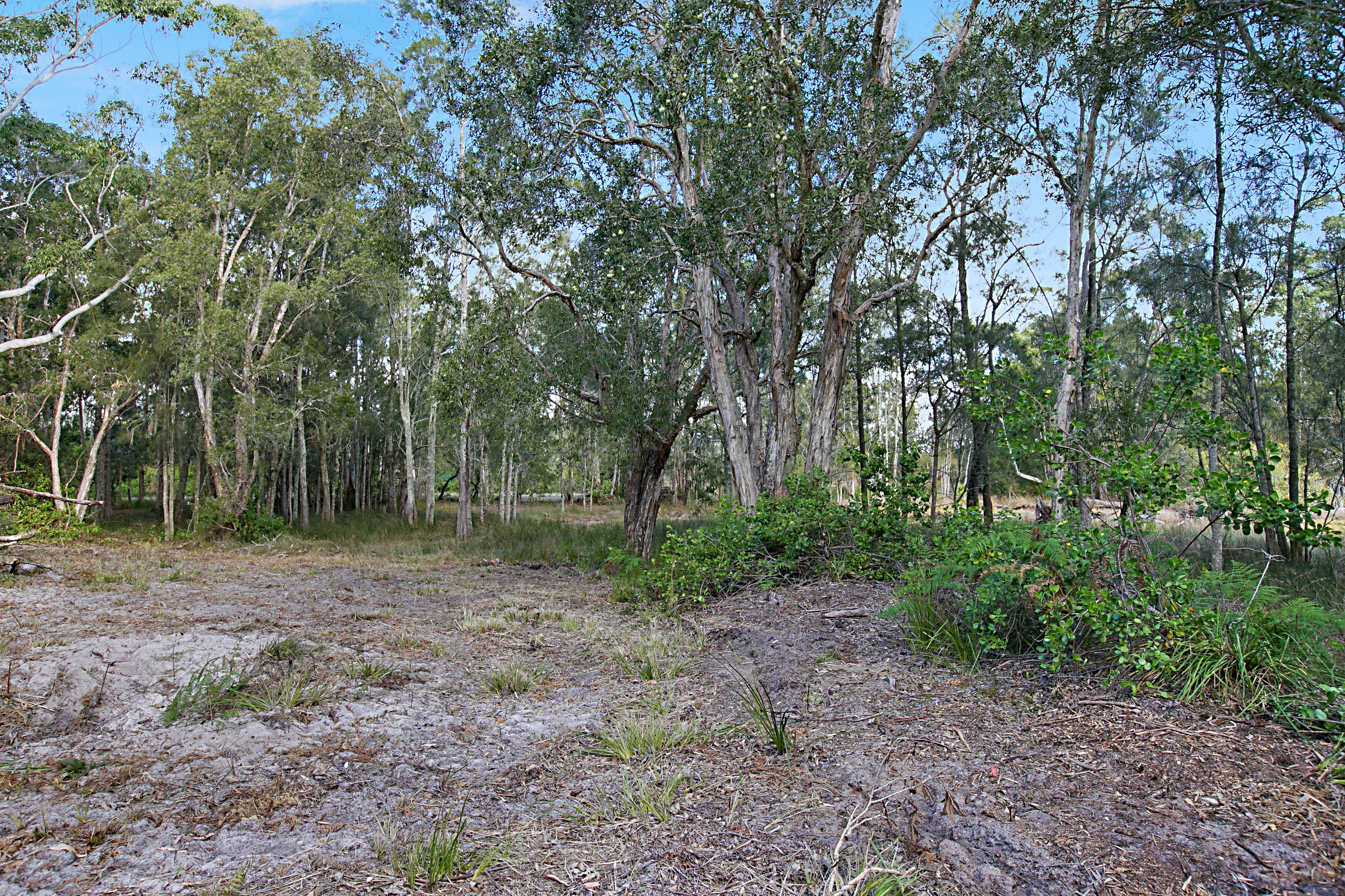 Lot 1 Nardoo Street, Pindimar, NSW 2324 Land for Sale Ray White Tea