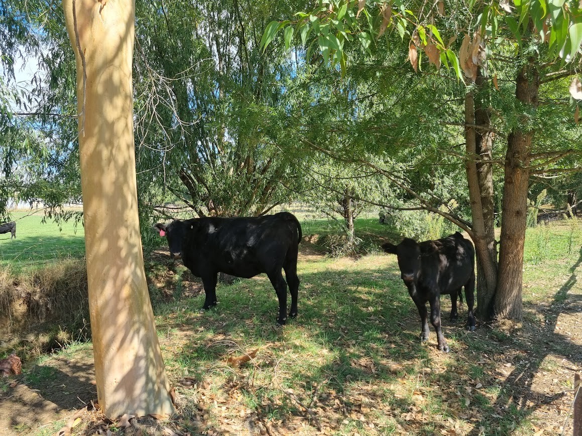 1914 Adelong Road, Tumblong, NSW 2729