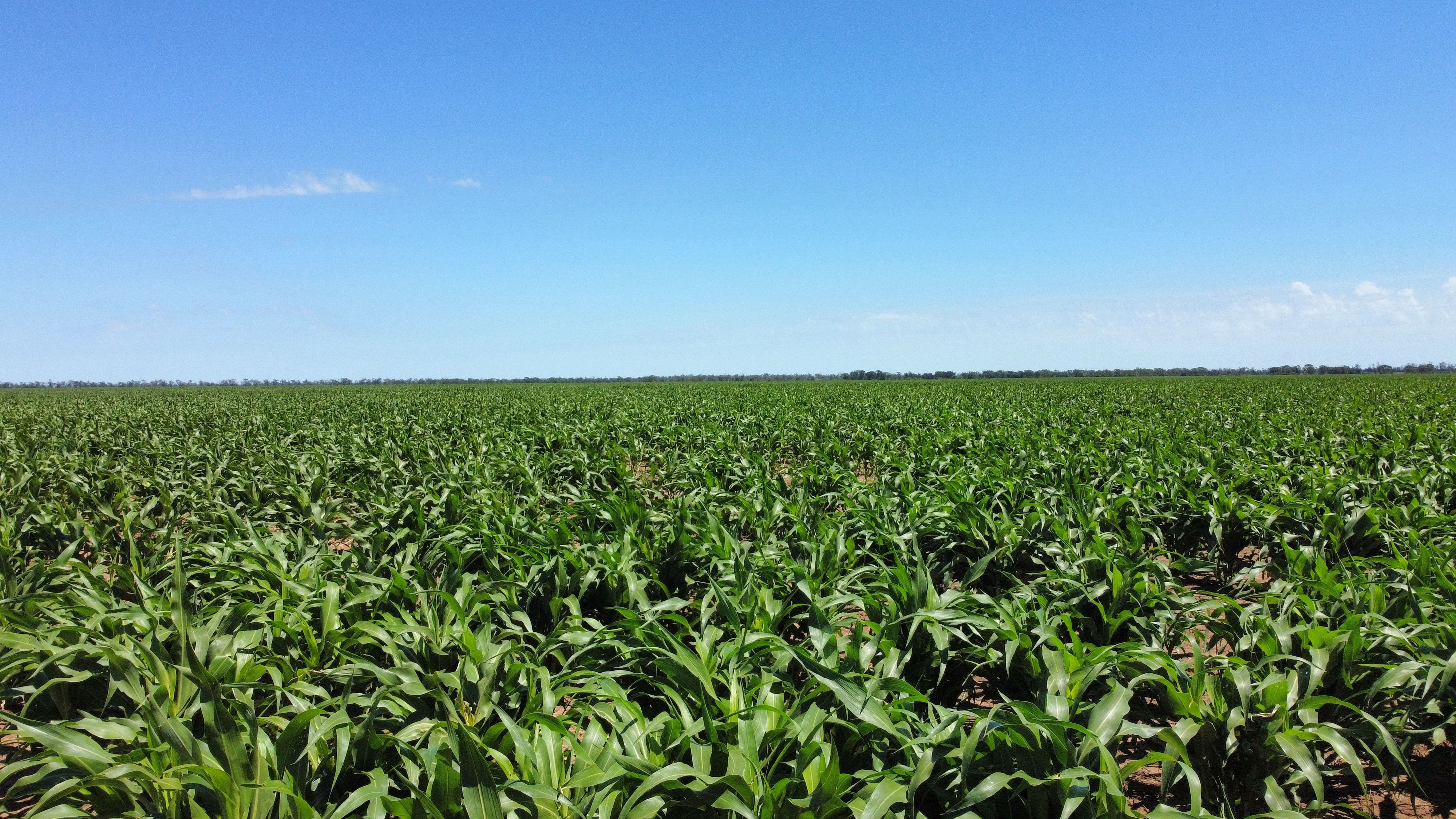 543 Forest Creek Road, North Star, NSW 2408