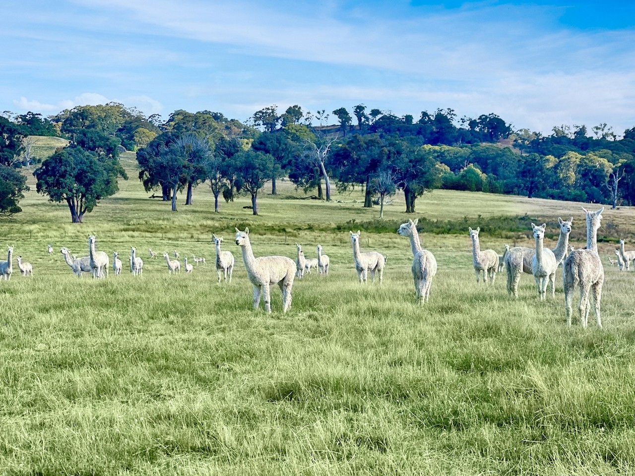 315 Coach Road, Strathbogie, VIC 3666