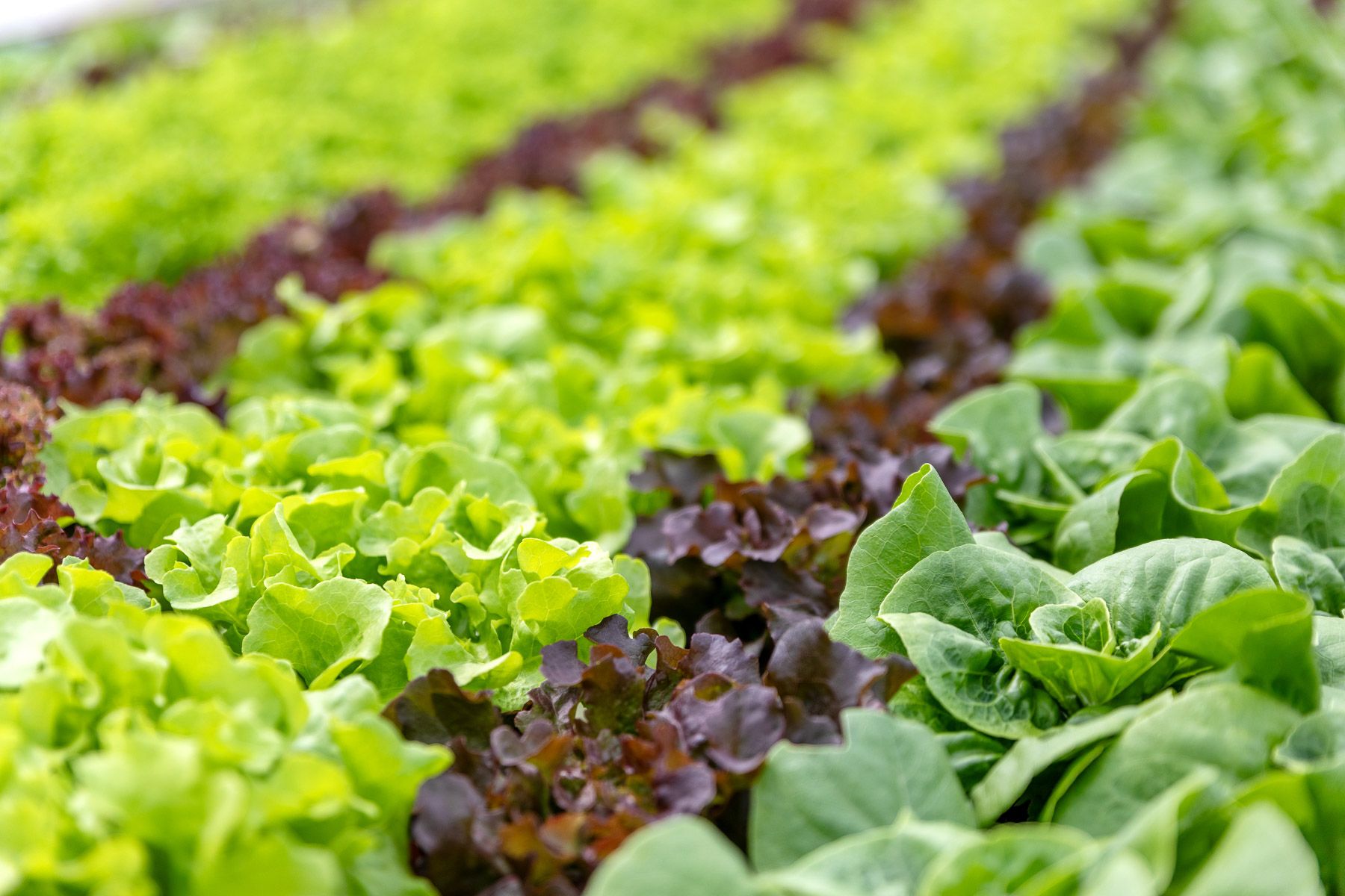 31 Hammerichs Road, Rapaura, Marlborough District