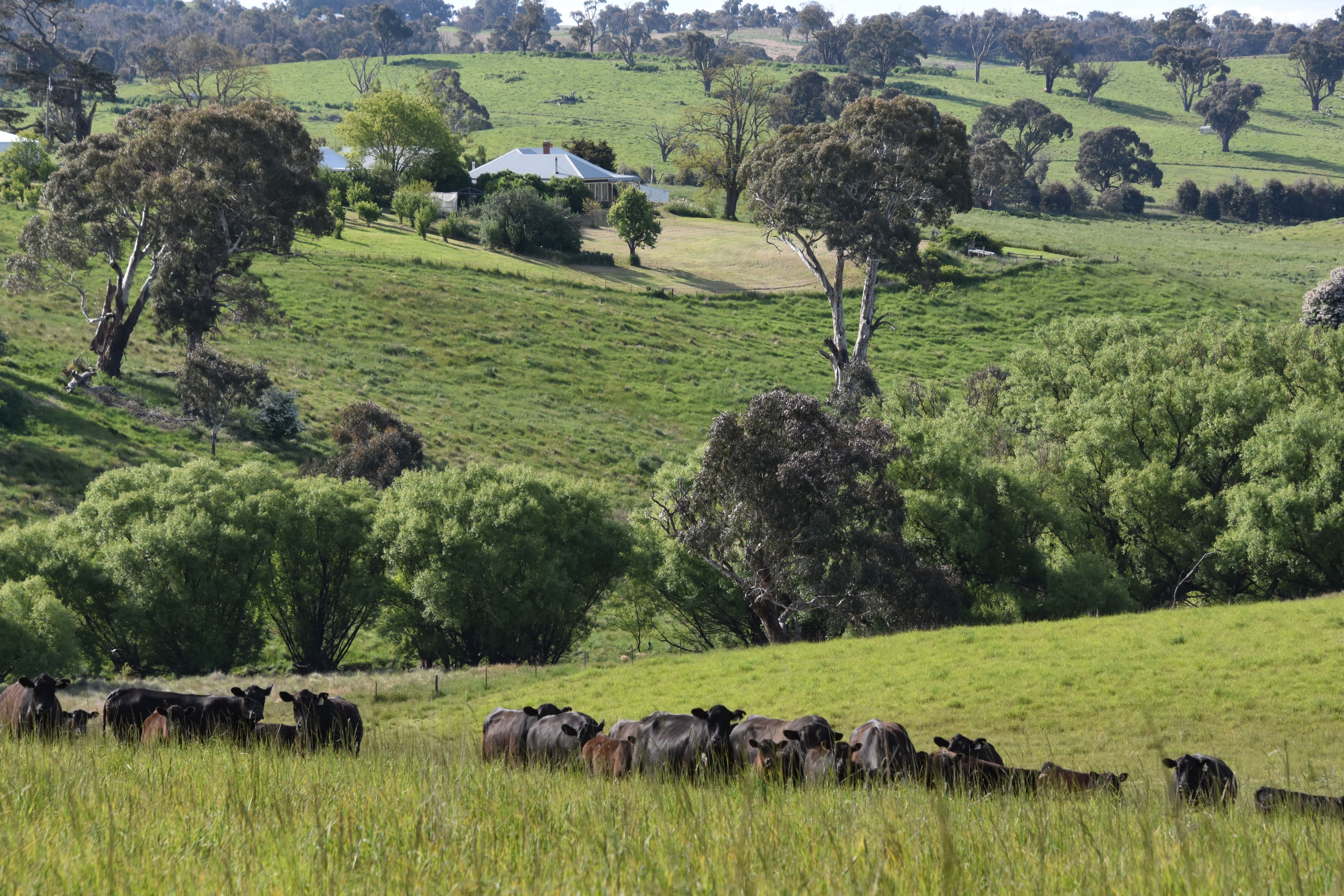 1081 Triangle Flat Road, Bathurst NSW 2795