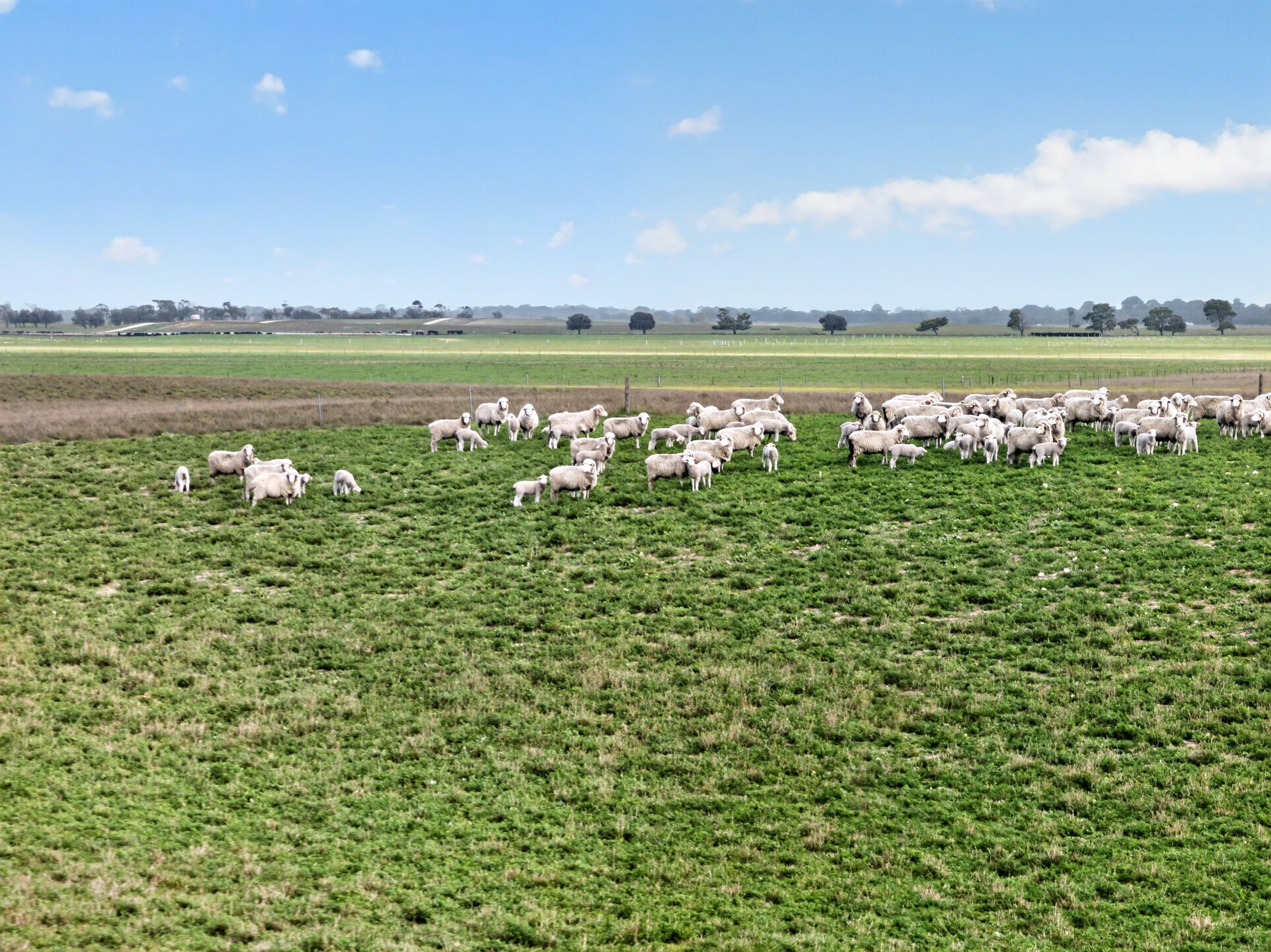 'Folly Farm' Riddell Road — photo from Ray White Rural South Australia