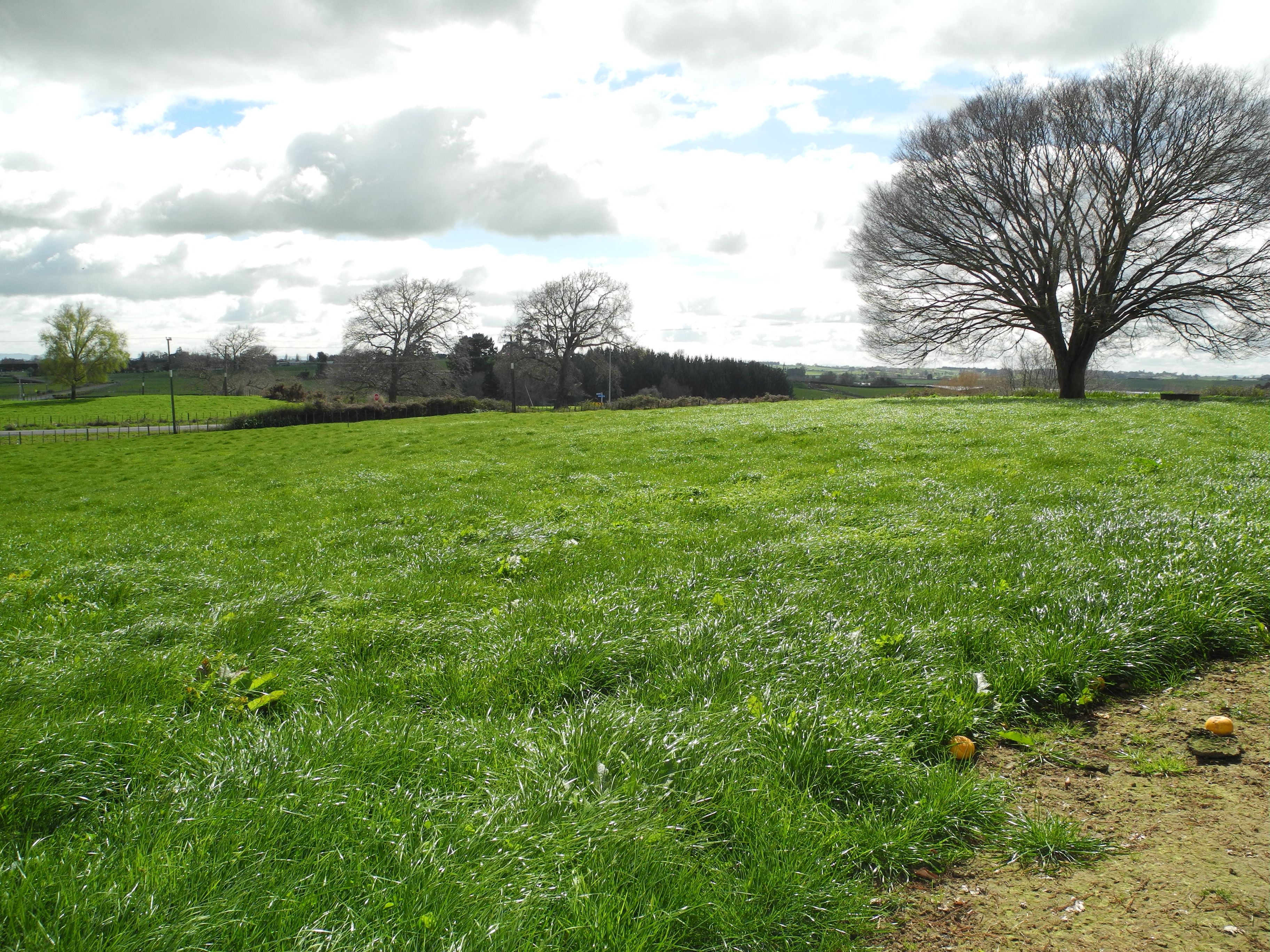 0 Bowman Road, Te Awamutu, Waipa District
