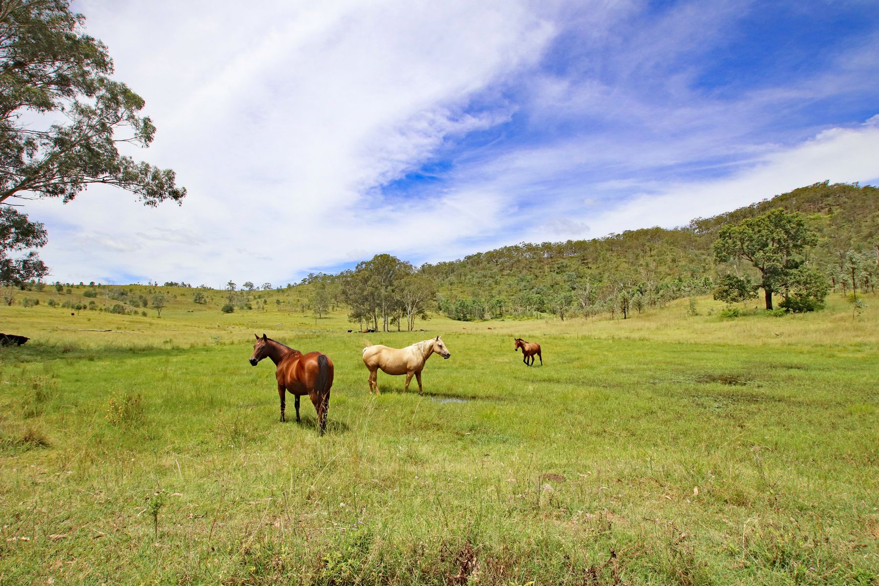 1472 Twin Creeks Road, Yarrol, QLD 4630 Sold Rural Property Ray