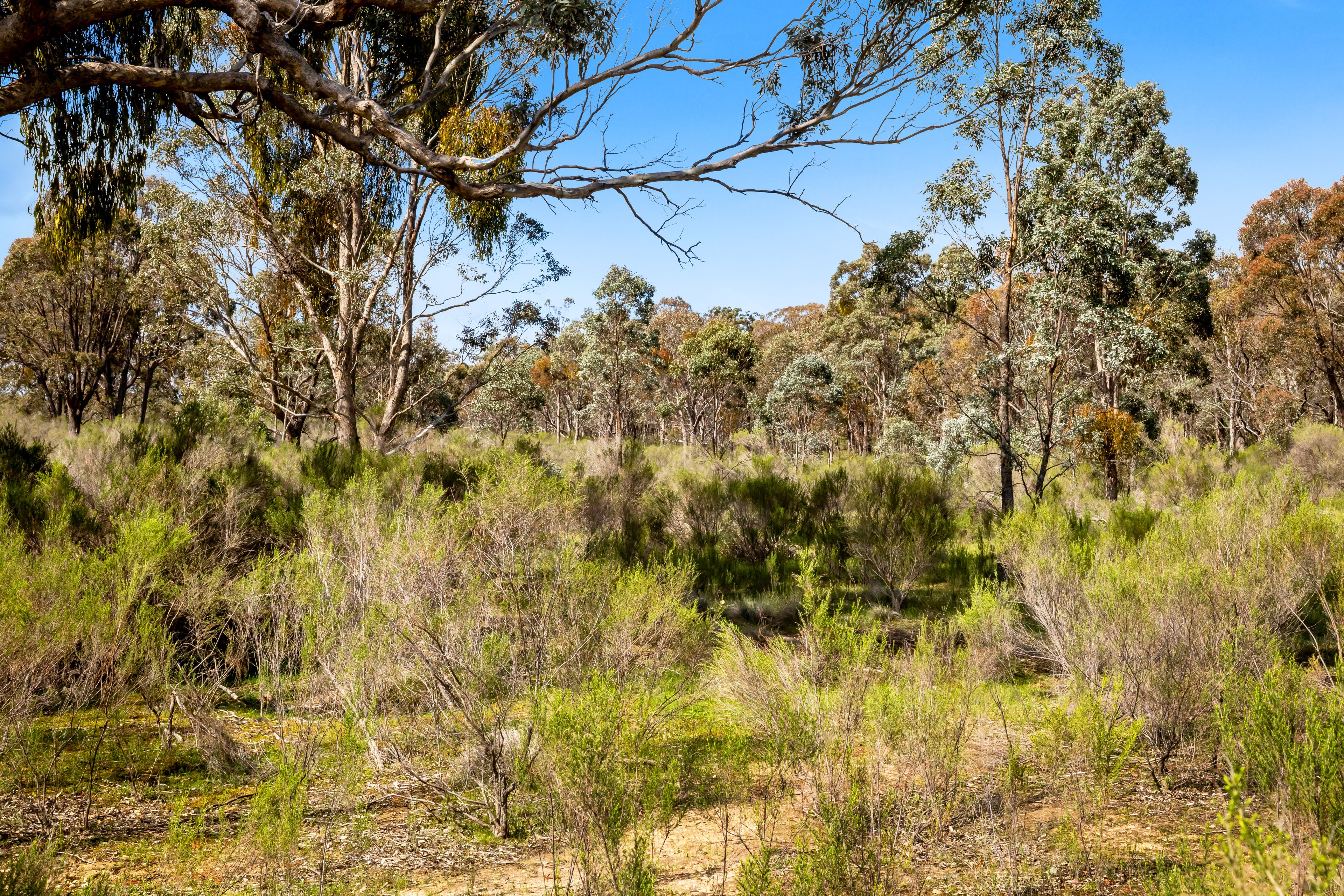 Allotments 5 & 6 Off Rifle Range Road, Amphitheatre, VIC 3468 - Sold ...