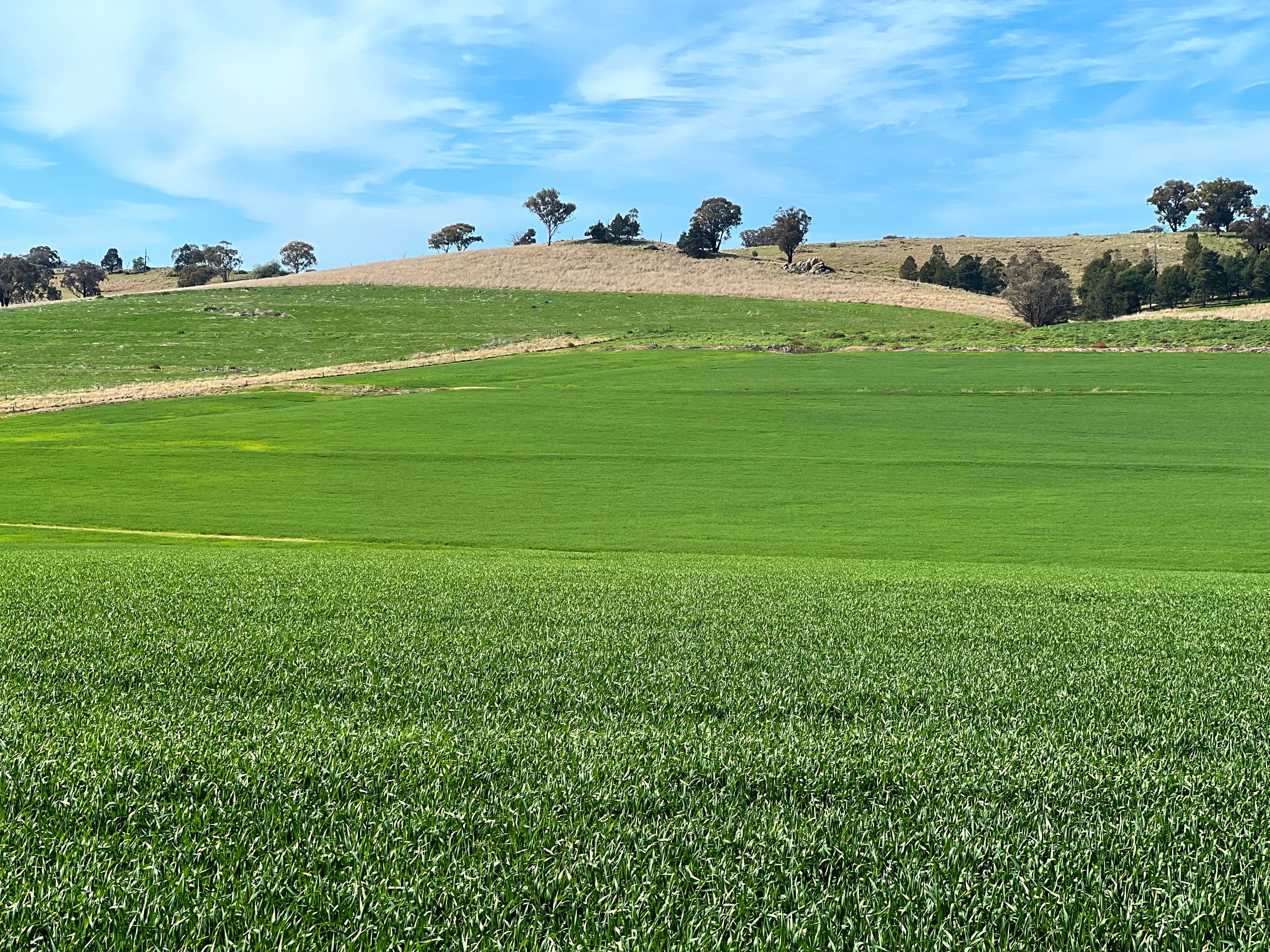 Part 147 Manganese Road, Grenfell, NSW 2810 Rural Mixed Farming